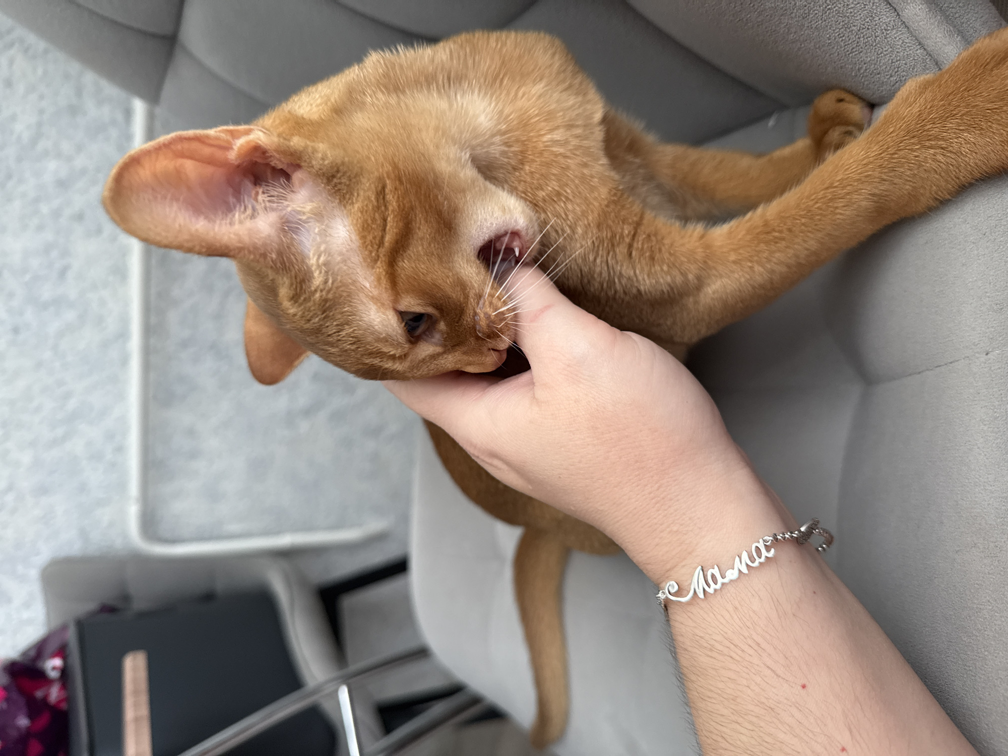 A close-up shot captures an Abyssinian cat being petted by a person's hand. The cat, with its characteristic short, ticked coat in a warm russet color, is positioned on a grey cushioned surface, possibly a chair or sofa. Its head is turned downwards, with its mouth gently interacting with the person's index finger. The cat's large, expressive ears are visible, as are its sharp, white teeth and prominent whiskers. The person's arm is also in view, adorned with a silver bracelet. The bracelet has a delicate chain and features the word "Мама" (Mama) in elegant script, suggesting a personal connection. The background is softly blurred, revealing hints of a room with grey upholstery and what appears to be furniture in the distance. The lighting suggests it could be daytime, with natural light illuminating the scene. The interaction between the cat and person seems affectionate and peaceful. The visible text on the bracelet is "Мама".