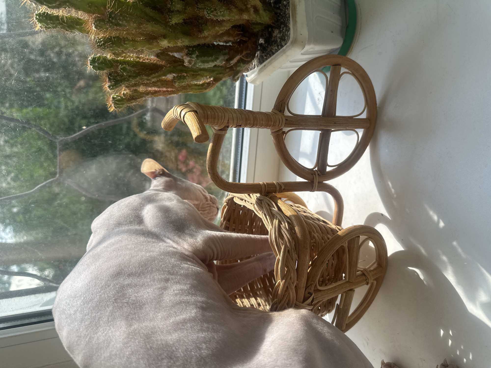 The image shows a hairless cat peeking into a wicker basket attached to a small, decorative rattan bicycle. The scene is set on a windowsill, with a window providing a blurred view of greenery and trees outside. A potted cactus stands to the right of the bicycle. The lighting suggests it is daytime, with sunlight casting shadows on the windowsill. This image does not contain any information about the city of Togliatti, Russia, or any specific location within it.