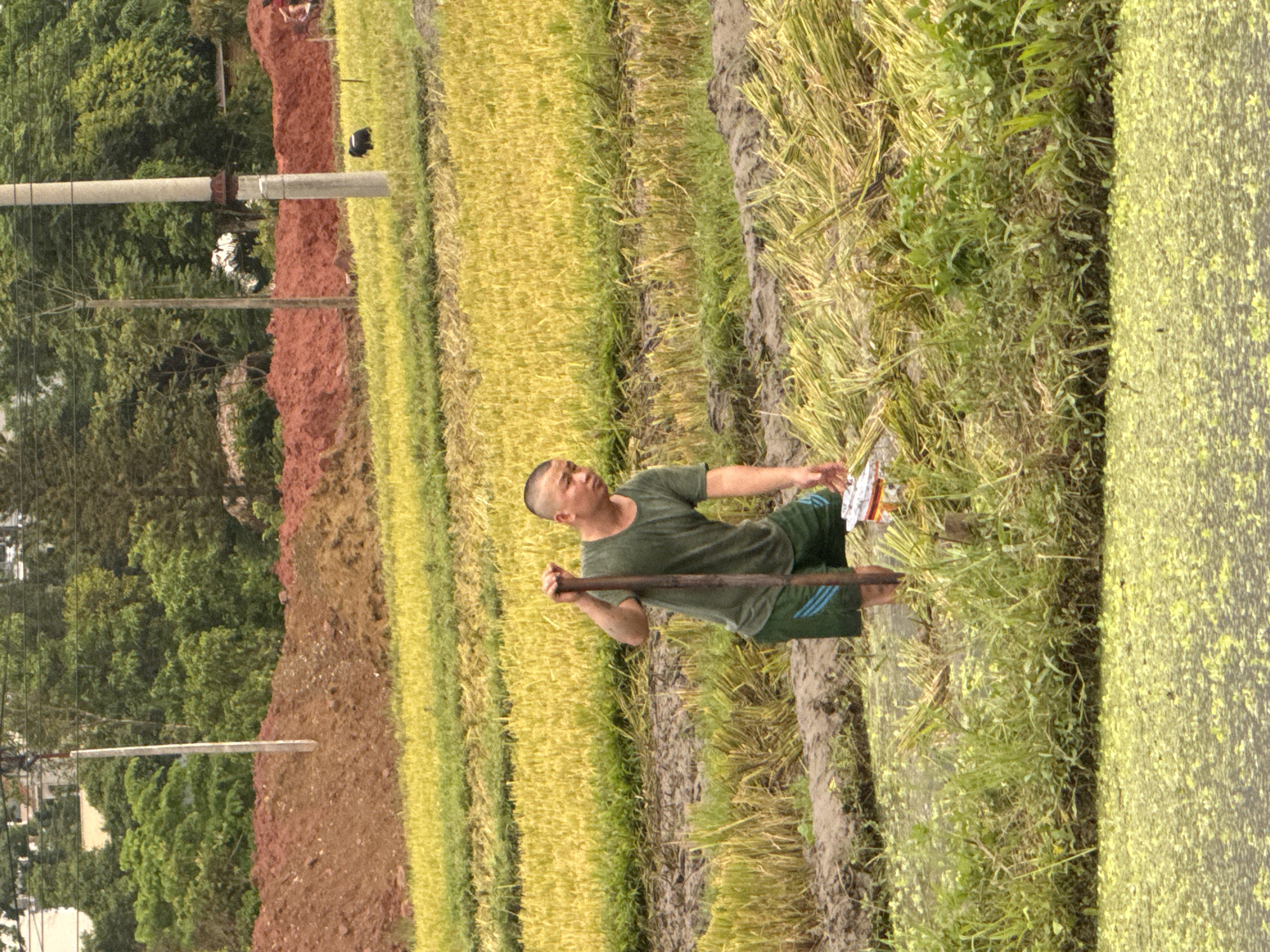 A lone man stands in a flooded rice paddy in Xóm Khán, Vietnam. The man, wearing a dark green t-shirt and dark shorts, is holding a wooden pole in his right hand. He appears to be working in the paddy, with his legs submerged in muddy water. The rice paddy is partially harvested, with stalks of rice lying on the ground. The background shows a hill with red dirt and trees. A utility pole is visible on the right side of the image. The water in the foreground is covered with a layer of green algae.
