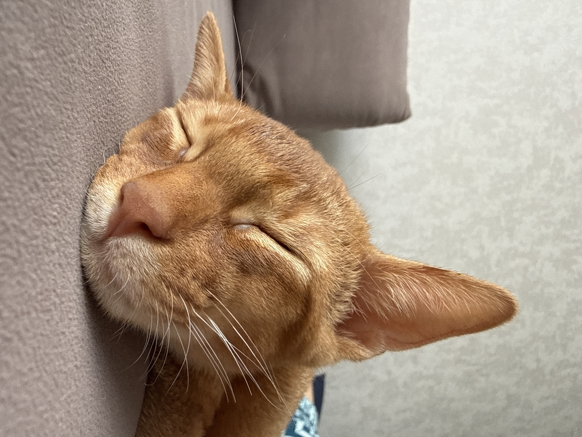 A close-up, eye-level shot captures an orange cat sleeping soundly on a gray textured surface. The cat's eyes are closed, and its fur is a warm ginger color. Its right ear is pointed upwards, while its left ear is slightly folded back. The cat's nose is pink, and delicate white whiskers fan out from its muzzle. In the background, a soft brown pillow is visible on the left, and a textured gray wall is on the right. The scene appears to be indoors, in a residential setting, with no specific landmarks indicating a location in Stary Oskol, Russia.