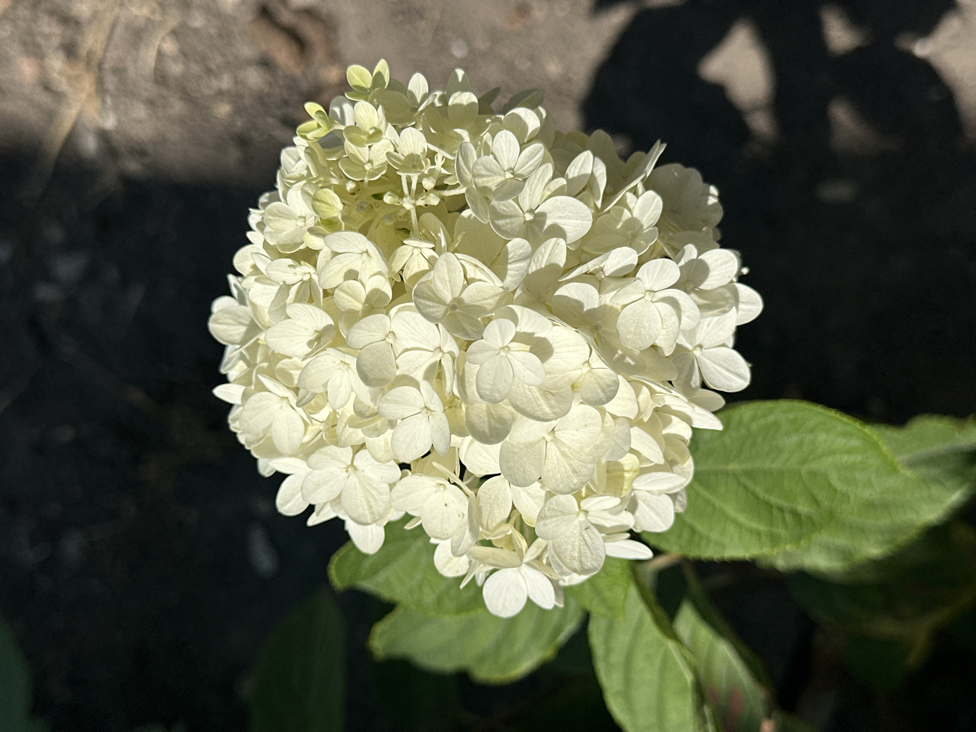 A close-up shot features a white hydrangea blossom. The flower's petals are tightly clustered, forming a rounded, voluminous bloom. Some of the petals are tinged with a light green hue, suggesting they might be newly bloomed or beginning to fade. The blossom is positioned in the upper right portion of the frame. To the left of the flower, several large, deep green leaves are visible, their surfaces slightly textured. The background is a blurred mix of dark shadows and patches of lighter, earthy tones, possibly indicating a garden setting with dappled sunlight. The image composition is focused tightly on the hydrangea, with the surrounding environment serving as a muted backdrop. There is no information available about this image being located in Yessentuki, Russia.