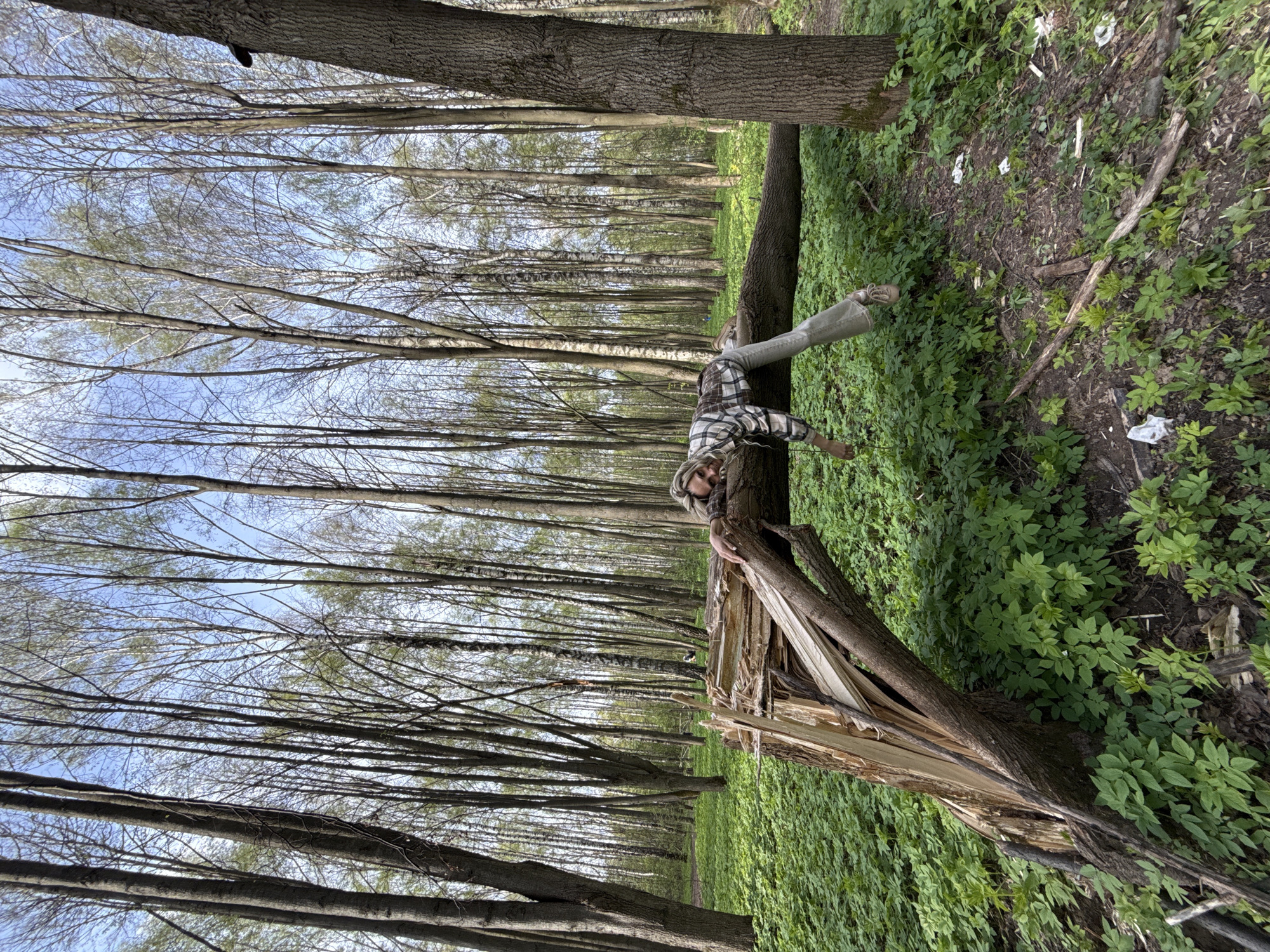 The image depicts a forest landscape, likely in the vicinity of Rusanovo, Russia, considering the user's prompt. A woman in a plaid shirt and light-colored jeans is positioned on a broken tree trunk. The forest consists of tall, slender trees with sparse leaves, suggesting early spring or late autumn. The ground is covered with green vegetation and scattered debris. The fallen tree trunk is partially splintered, revealing its light-colored interior wood. The sky is visible through the trees, with patches of blue.
