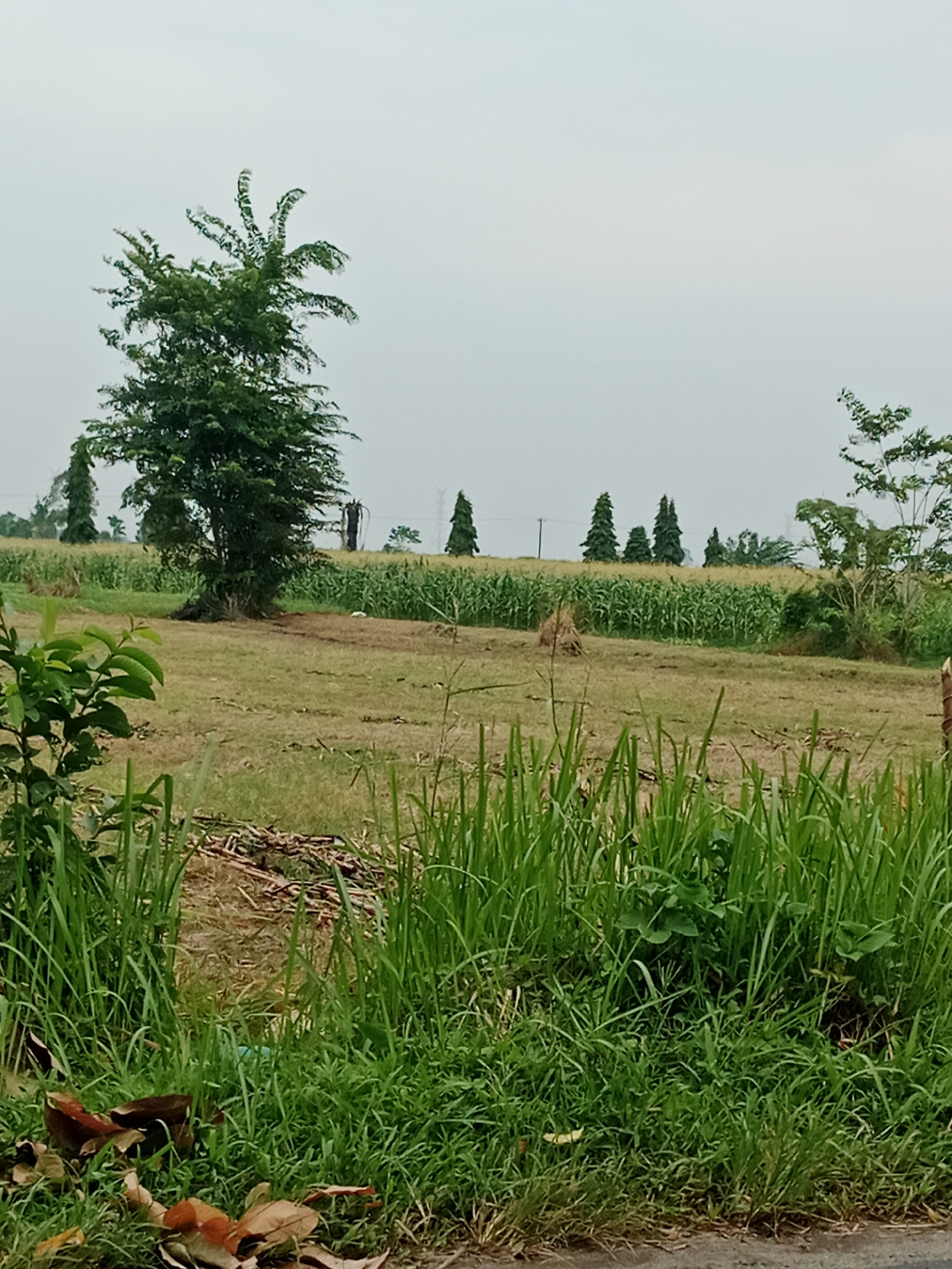 A vertical, medium shot depicts a rural landscape in the City of Binjai, Indonesia, under an overcast sky. In the foreground, tall, green grass lines the bottom edge of the frame, with some dry leaves scattered at the very bottom. To the left, a small bush with green leaves is visible. A pile of dry stalks and branches lies in the mid-foreground, between the bush and a strip of mowed grass.
The midground is dominated by a large, mowed field, with a prominent, leafy green tree standing to the left of center. Behind the mowed field is a dense, green cornfield stretching across the horizon. Several tall, conical trees are scattered across the cornfield, appearing as dark green silhouettes against the lighter green of the crops. In the distance, faint power lines and electrical towers are visible, suggesting the proximity of infrastructure. The overall scene conveys a peaceful, agricultural setting.