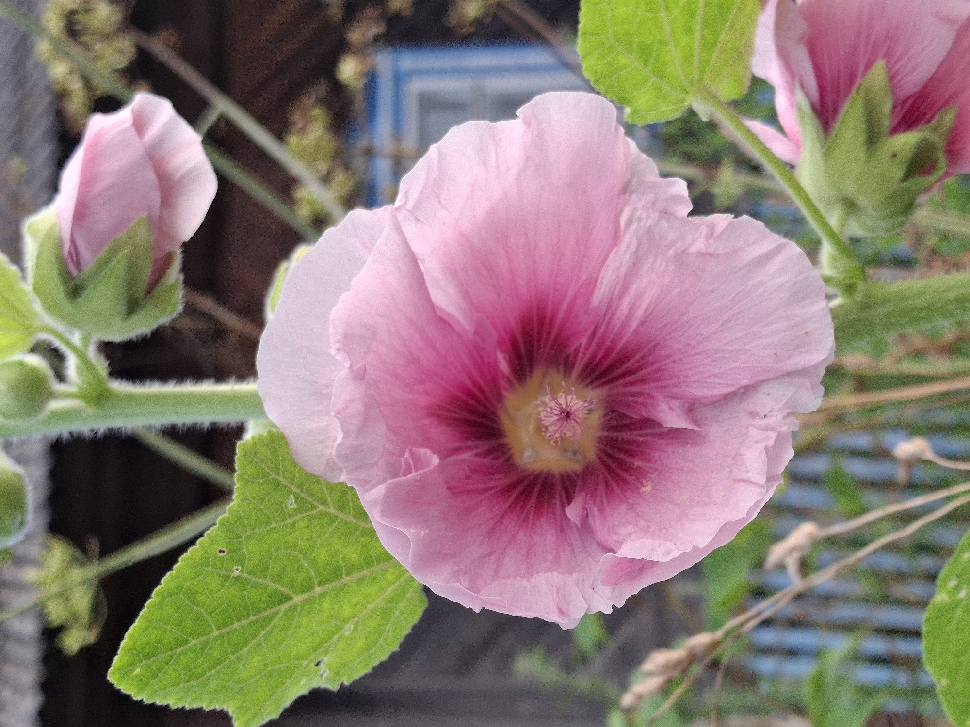 A close-up, vertical shot shows a light pink hollyhock flower in full bloom. The flower is centered in the frame, its ruffled petals radiating outward. The center of the bloom features darker pink veins and a delicate stamen structure. To the left, a large, green, serrated leaf is visible, its texture detailed. To the right and slightly below, another pink hollyhock bud, wrapped in green sepals, is partially visible, along with another smaller, open flower. In the background, a rustic wooden building with a dark roof and a blue window frame can be seen, suggesting a rural or garden setting. The overall impression is one of natural beauty in an outdoor environment, potentially within a garden in the village of Plishkino, Russia.
