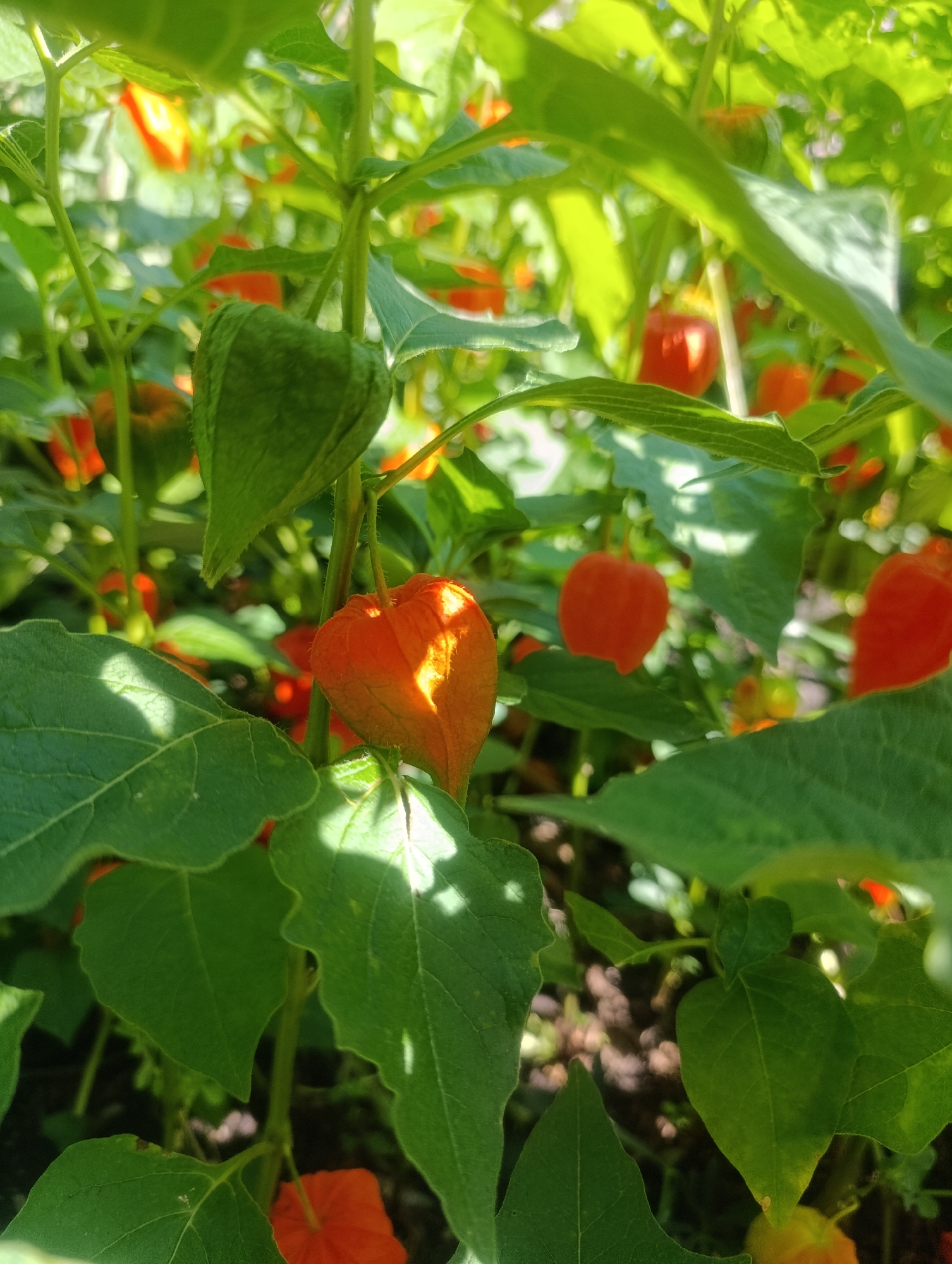 The image depicts a cluster of Chinese lanterns (Physalis alkekengi) growing outdoors. The plants are characterized by their vibrant orange, paper-like calyces enclosing a berry. Large, green leaves with prominent veins surround the fruiting bodies. The scene is bathed in sunlight, creating areas of bright illumination and dappled shadows on the foliage. In the background, other Chinese lantern plants are visible, suggesting a garden or naturalized setting. The overall impression is one of lush growth and the distinctive beauty of the plant's autumnal display. No specific location in Olomouc, Czechia, can be determined from the image alone.