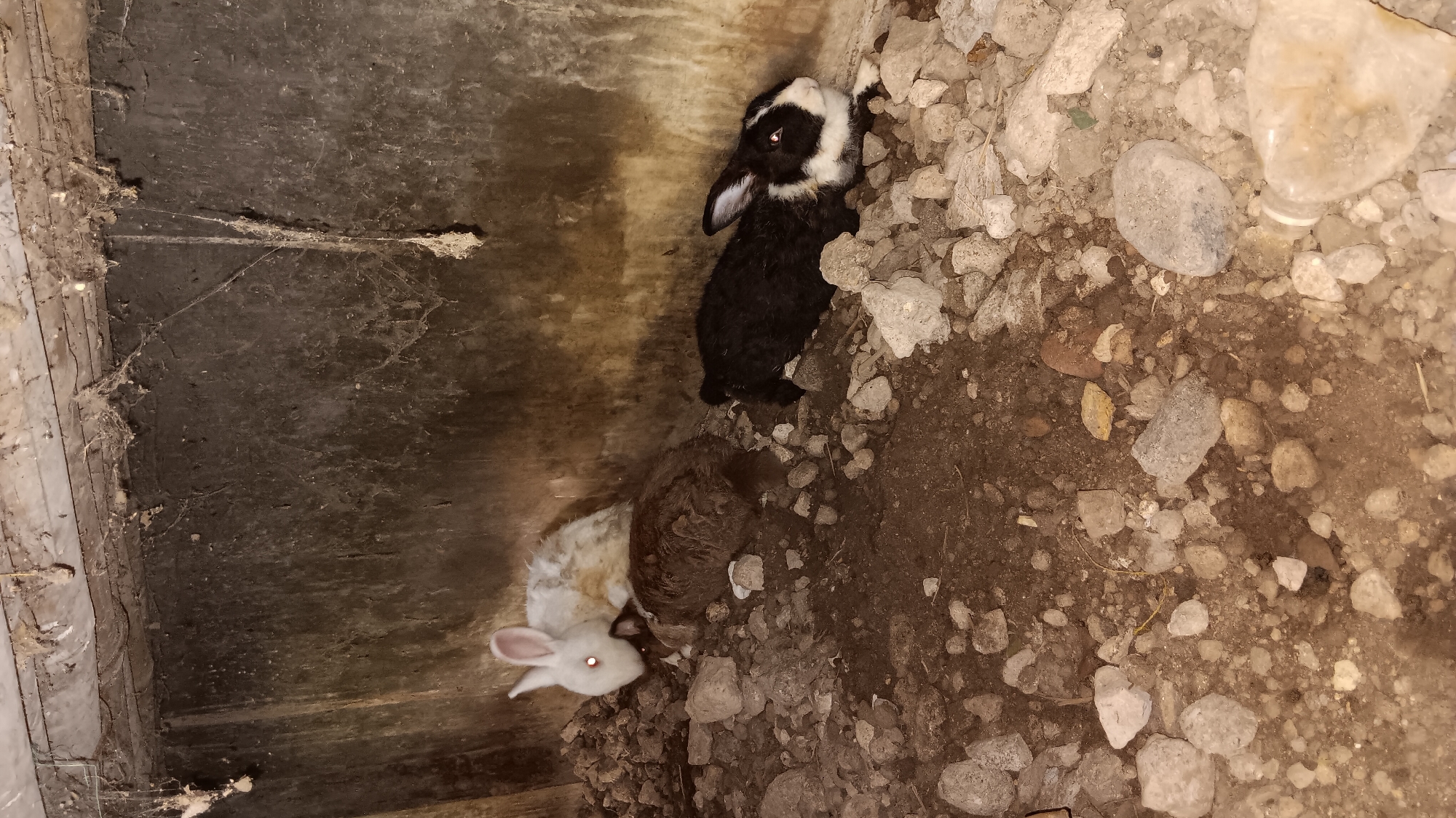 The image depicts a dimly lit, enclosed space with a rough, textured wall in the background and a floor covered in rocks, dirt, and debris. Several rabbits are present. In the foreground, on the right, a black and white rabbit is lying down amidst the rocks. Behind it and to the left, a darker-colored rabbit is also lying down. Further back and to the left, a white rabbit with some dirt on its fur is visible, also with a dark-colored rabbit partially obscured behind it. Cobwebs are visible hanging from the ceiling and on the wall. The overall environment appears to be a shelter or a den. The location of Sonobekel, Indonesia, is not visually represented in the image itself and would require external information to confirm.