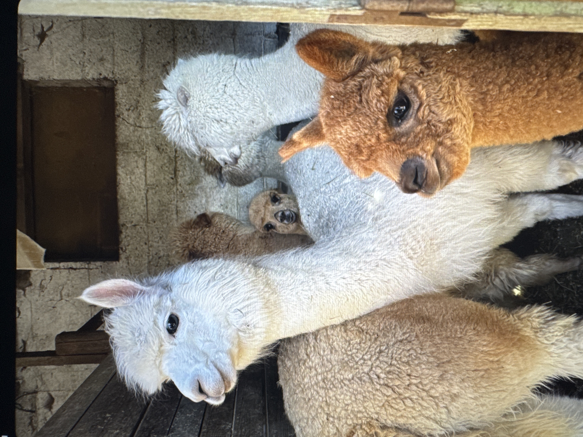 A group of alpacas are clustered together inside a wooden structure. The alpacas vary in color, with some being white and others a reddish-brown. The structure appears to be a barn or stable, with wooden planks and a rough concrete wall visible. Sunlight filters in, casting shadows and highlighting the animals' fluffy wool. One alpaca in the foreground, a reddish-brown juvenile, is looking directly at the camera with large, dark eyes. Another white alpaca is positioned behind it, with its head tilted slightly. In the background, more alpacas are partially visible. The image does not provide any indication of the location being in Tallinn, Estonia.