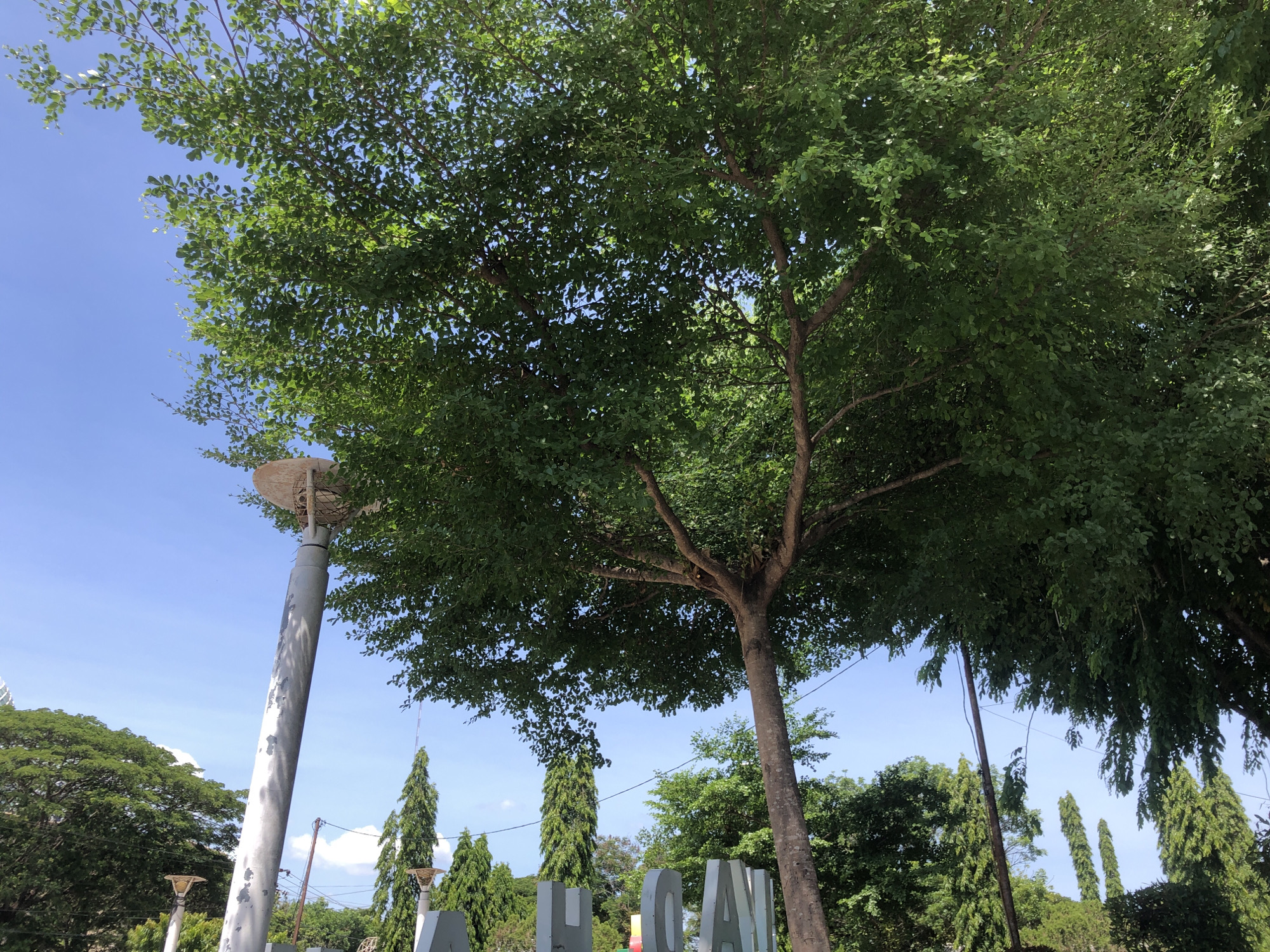The image is a sunny, outdoor scene in Lhokseumawe, Indonesia. A large, mature tree with dense green foliage dominates the frame. Its trunk is visible near the center, branching out into many limbs. A tall, gray metal lamppost stands to the left of the tree, its top partially obscured by the branches. In the background, there are more trees of varying sizes and shapes, including some tall, conical evergreens. Large, gray, block letters spelling out part of a word or phrase are visible in the foreground, partially obscured by foliage. The sky is blue and clear. The setting appears to be a park or public space.