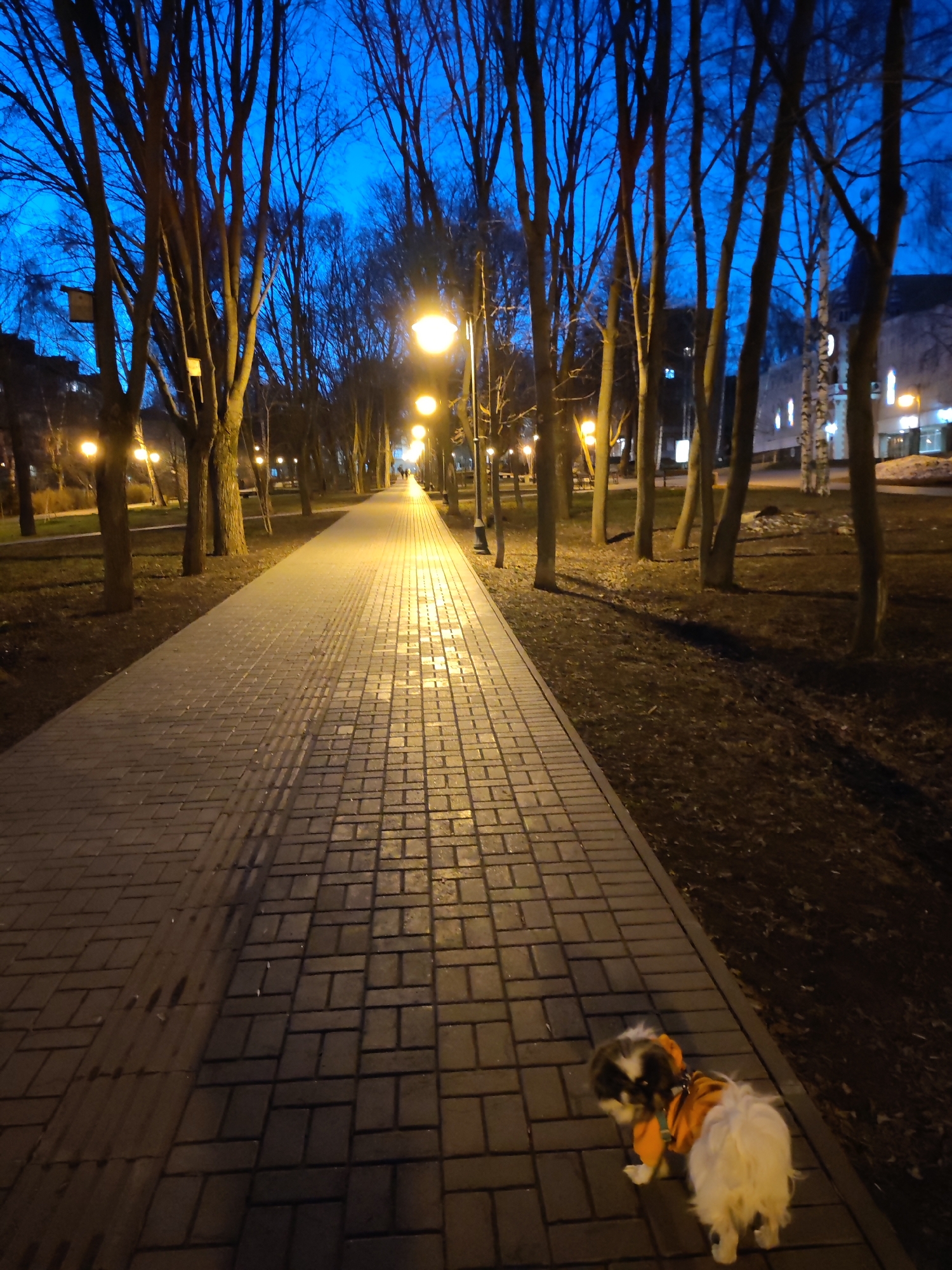 This image captures a tranquil evening scene in what appears to be a park or pedestrian alley in Izhevsk, Russia. The primary subject is a small dog, possibly a Shih Tzu, with fluffy white and dark fur, wearing a bright orange harness or jacket, positioned in the foreground on the paved path. The dog is seen from behind, looking forward and slightly to the left.
The scene is illuminated by numerous warm, yellow-orange streetlights lining a long, straight paved path that recedes into the distance, creating a strong sense of perspective. The path is made of rectangular grey pavers, with a distinct tactile strip running down its center. On either side of the path are grassy areas with bare earth and fallen leaves, and numerous tall, deciduous trees with no foliage, suggesting late autumn, winter, or early spring. Some birdhouses are visible on the tree trunks. The sky is a deep, rich blue, indicating twilight or early night. Long shadows from the trees are cast across the ground due to the artificial lighting.
In the far distance, at the end of the path, two indistinct human figures can be seen walking away. Buildings are visible through the trees in the background, suggesting an urban park setting. The overall atmosphere is calm and peaceful. No visible text is present in the image.