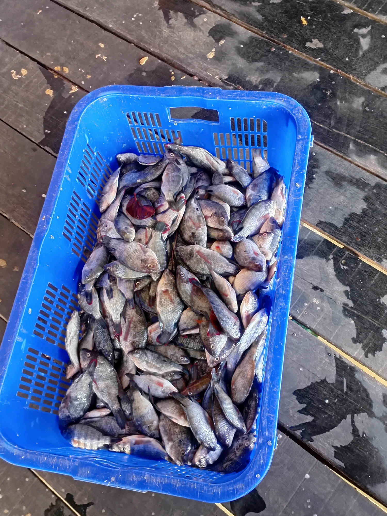 A blue plastic basket overflows with a large quantity of small, silver and gray fish. The basket is positioned on a dark wooden surface composed of planks, some of which appear wet. The fish are piled densely, with many overlapping and their tails and fins extending in various directions. A few fish have reddish or dark markings. The lighting suggests an outdoor setting, possibly under natural sunlight, casting shadows on the wooden planks. The background is out of focus, but the texture of the wooden surface is visible. The scene appears to be in Sungai Meriam, Indonesia, as indicated by the context provided.