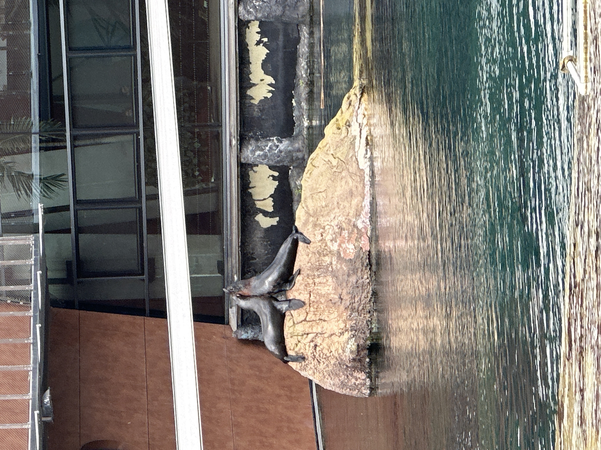 The image shows a building with a seal sculpture adjacent to a water feature, possibly a river or canal. The building has a modern facade with glass windows and a metal frame, alongside a reddish-brown facade with a metal staircase, with a metal pipe on the left side of the stone with the seals. The seal sculpture depicts two seals climbing on a rocky base. The water surface is partially visible to the right of the sculpture. The location is most likely in Wrocław, Poland, given the presence of seal sculptures by the river, a well-known feature of the city.
