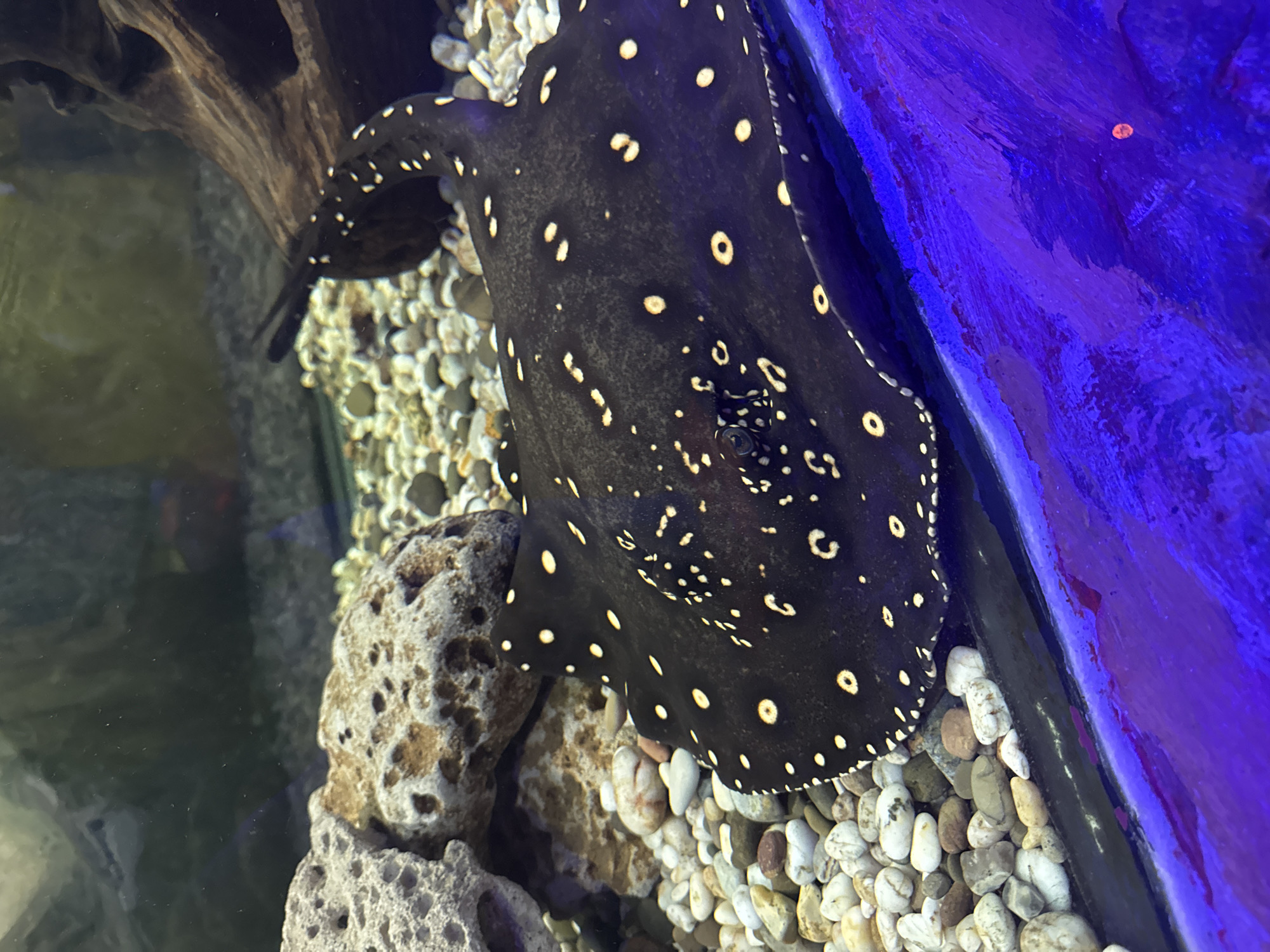 A black stingray with white polka dots is resting on a bed of pebbles in a tank. A piece of porous rock is to the left of the stingray. A piece of driftwood is above the stingray. The background features a blue painted surface. The scene appears to be an aquarium setting. There is no information in the image to establish the location as Yevpatoriya, Ukraine.