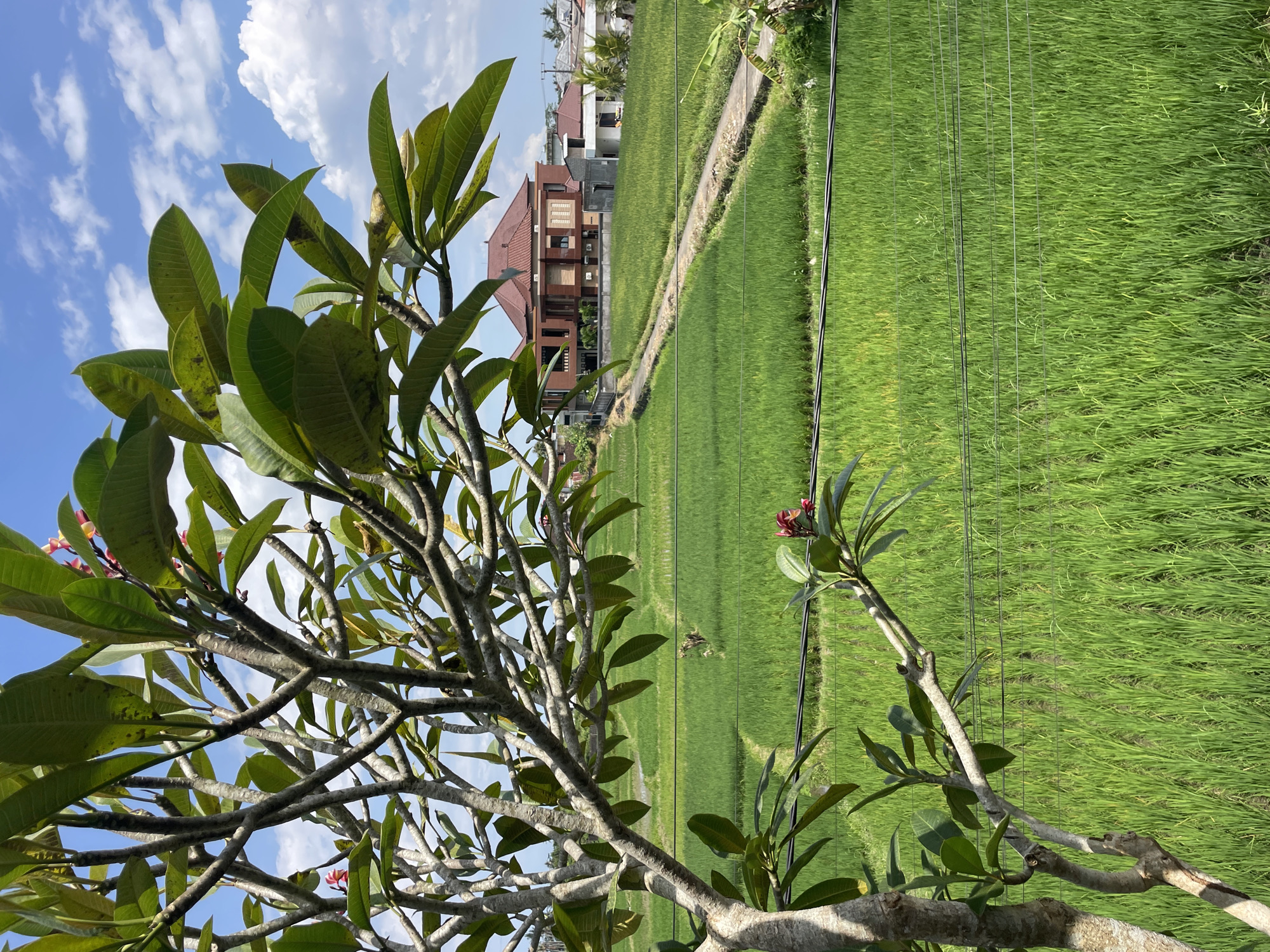 The image presents a serene tropical landscape dominated by lush greenery under a clear blue sky. In the foreground, a large tree with thick, gnarled branches and vibrant green leaves occupies the left and bottom portions of the frame. Small clusters of reddish-pink flowers are visible on some of its branches, characteristic of a Plumeria or Frangipani.
Beyond the tree, the midground opens up to expansive, bright green rice paddy fields stretching into the distance. A narrow dirt path or small irrigation canal winds through the paddies. In the middle distance, on the left side of the fields, a multi-story building with a terracotta-colored roof and walls, possibly a modern house or villa, stands prominently. Other structures are faintly visible further back. Several thin, dark lines, likely power lines or wires, traverse horizontally across the rice fields.
The background features a bright blue sky dotted with scattered, fluffy white clouds, indicating clear and sunny weather. The scene appears to be captured during the daytime, likely late morning or early afternoon, given the strong natural light. The presence of rice paddies and tropical flora suggests a location in a warm climate, possibly Southeast Asia. No human activity or visible text is present in the image.
