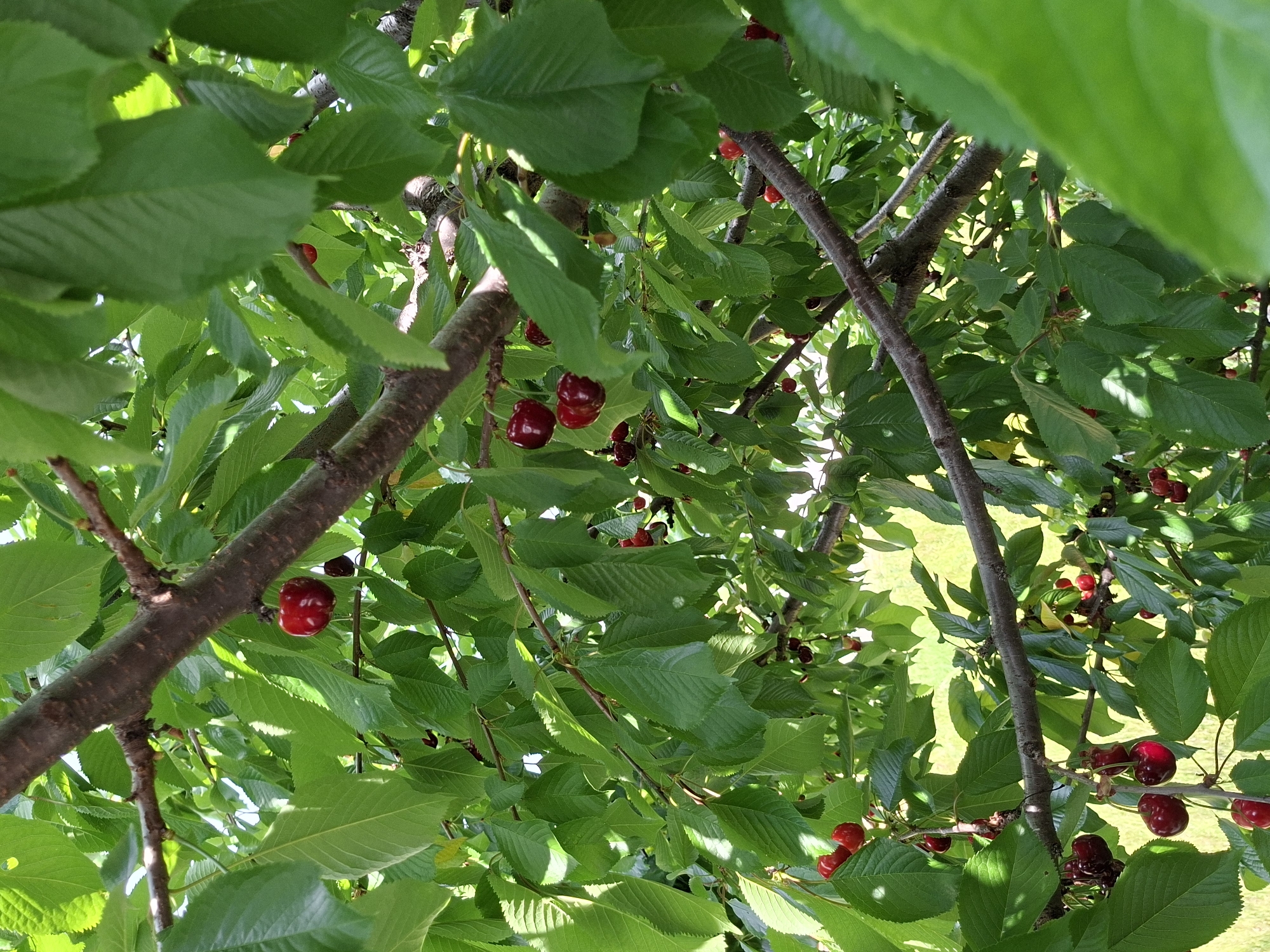 The image shows a view looking up into a cherry tree laden with ripe, red cherries amidst green leaves and brown branches. The background reveals a glimpse of a grassy area, suggesting an outdoor setting. The location is not identifiable as Plovdiv, Bulgaria from the information in the image.