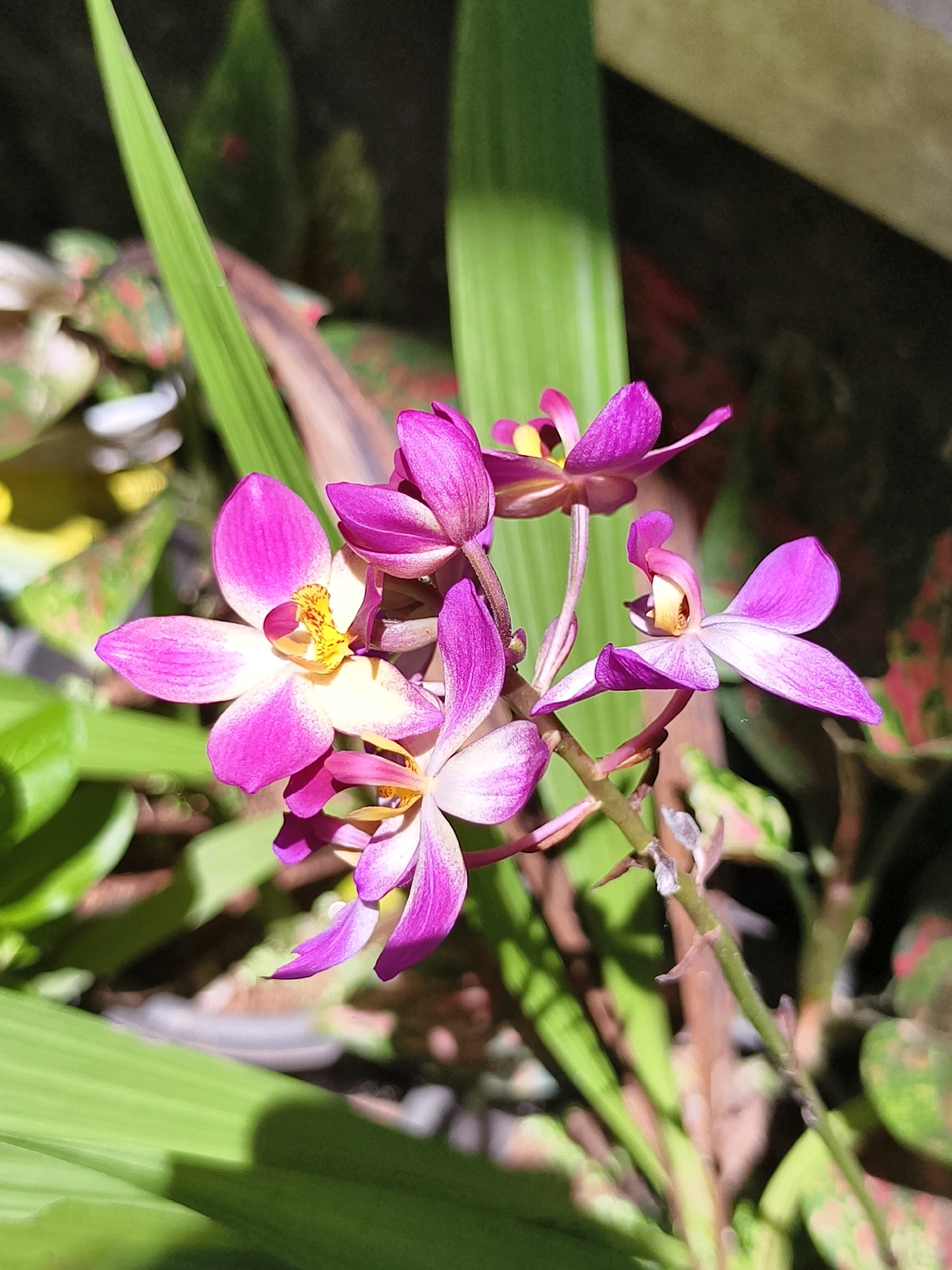 In Athanikkal, India, a close-up photograph captures a cluster of vibrant pink and white orchids in bloom. The orchids are the primary subject, with their delicate petals and yellow centers prominently displayed. They are attached to a thin, green stem, with several flowers open and others in bud. Surrounding the orchids are various green leaves, some broad and lush, others more slender. The background is a mix of soft greens and browns, with dappled sunlight filtering through, creating areas of light and shadow. The overall impression is of a natural, outdoor setting, likely a garden or a natural landscape within Athanikkal.