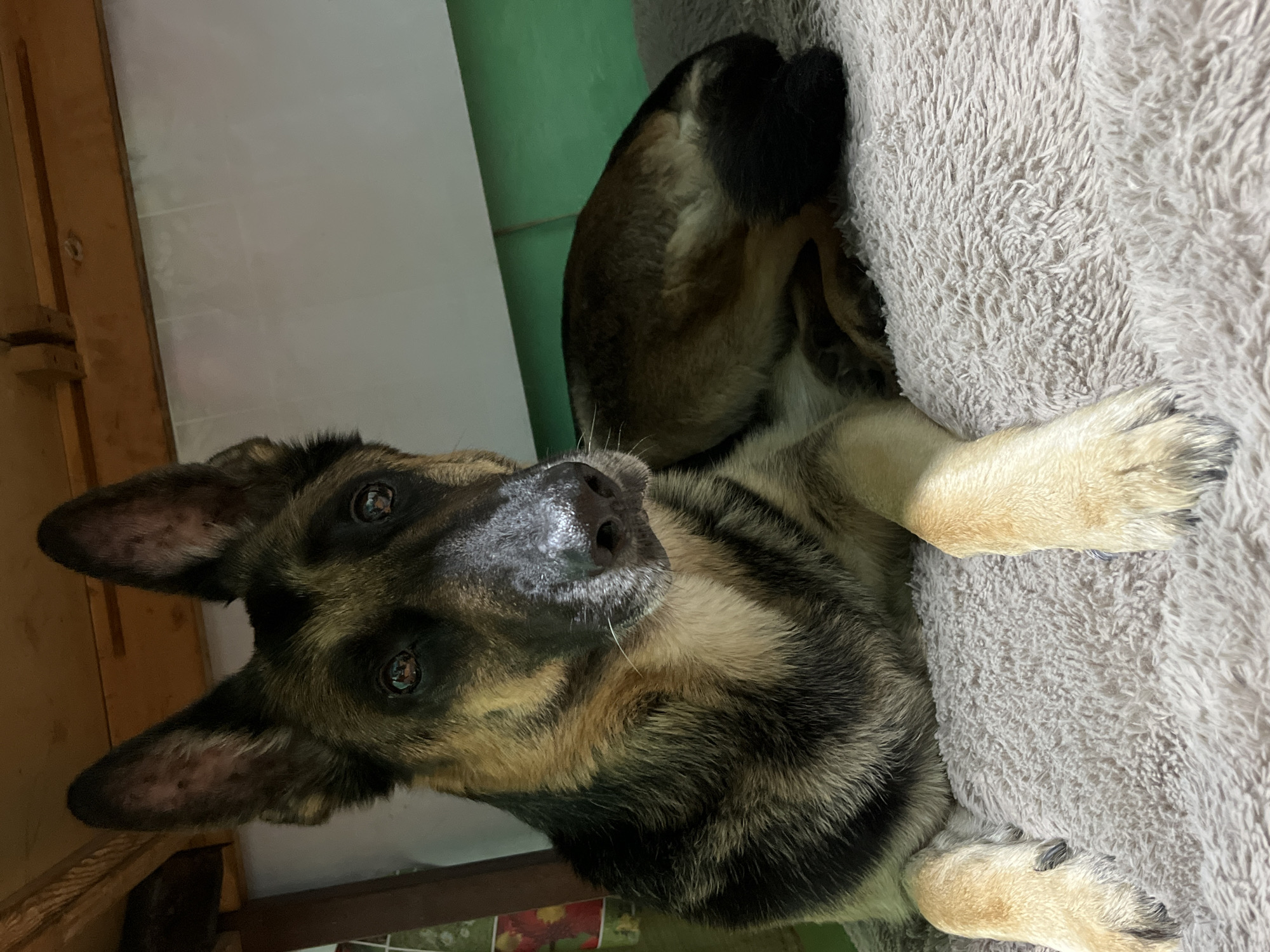 The scene is located in Nizhny Tagil, Russia. An adult German Shepherd dog is depicted lying prone on a light tan, textured faux fur blanket or bed. The dog's coat displays typical black and tan markings, with a prominent black saddle, black muzzle, and tan coloration on the legs, chest, and undersides. Its ears are erect and pointed, with visible darker fur on the outer edges and lighter, mottled skin on the inner surfaces. The dog's eyes are dark brown, appearing attentive, with reflections of ambient light sources. Its nose is black and appears moist. The front paws are extended forward on the blanket, while the hindquarters are tucked underneath, partially visible. In the upper left background, a dark wooden structure is present, possibly the underside of a table or shelf. To the right of the dog's head, a light grey vertical surface is visible, transitioning to a light green horizontal panel in the mid-background. A small portion of a patterned fabric, featuring red and green elements, is barely visible on the far left edge of the image.
