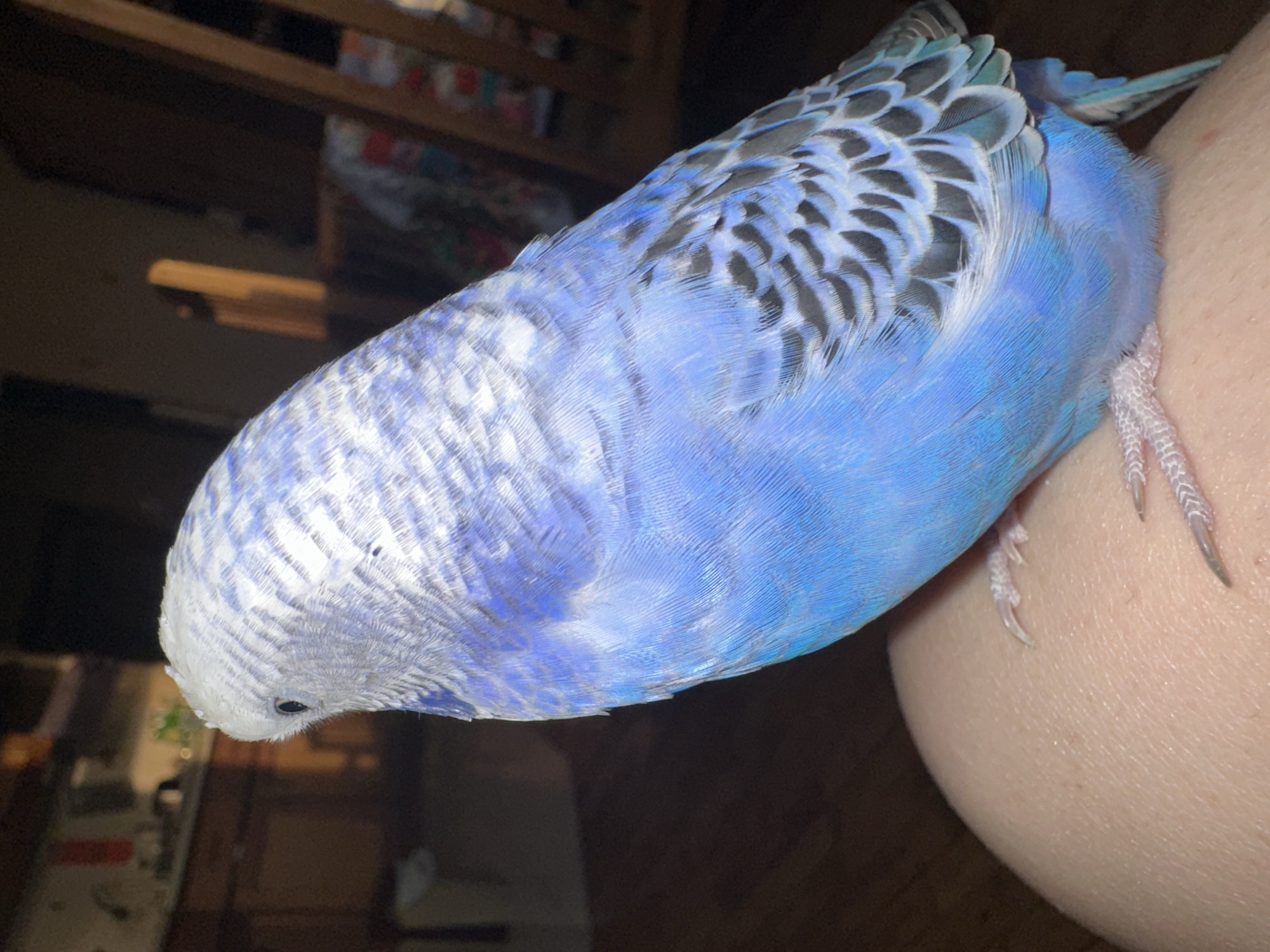 A budgerigar is perched on a person's leg. The bird is predominantly blue with white and black markings on its head and wings. Its feet are visible gripping the skin. The background is blurred and appears to be an indoor setting with wooden furniture and hints of kitchen appliances. The lighting suggests it is daytime, with sunlight casting shadows.