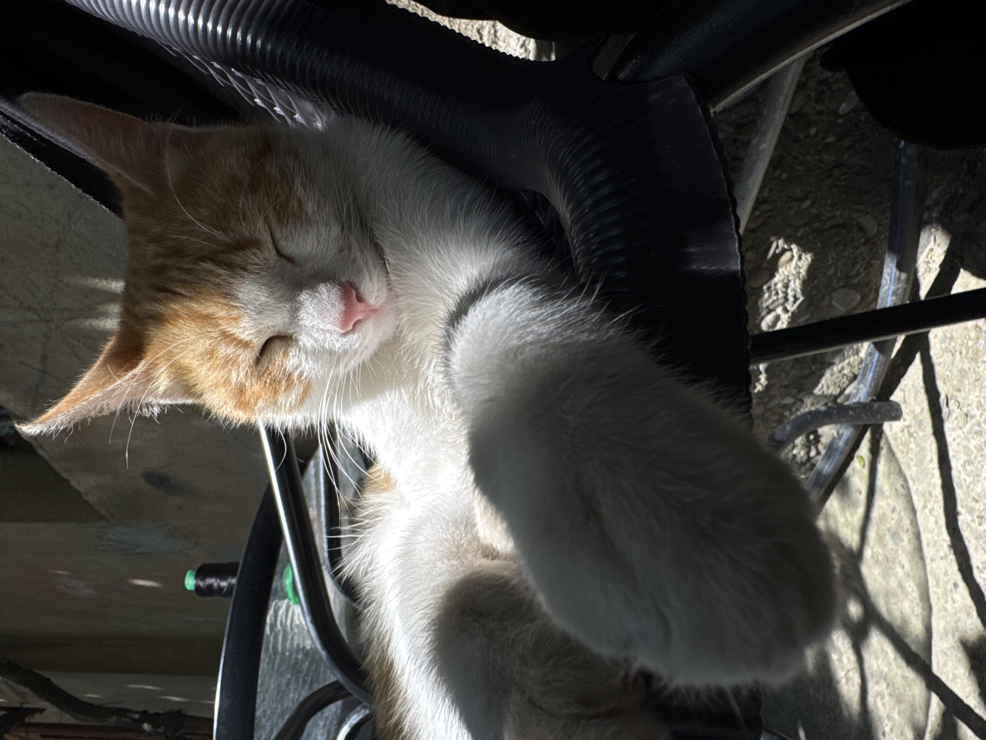 An orange and white cat is sleeping peacefully on a black plastic chair. The cat is lying on its side with its eyes closed and its paws extended. The sun is shining on the cat, casting a warm glow on its fur. The background is a blurry mix of outdoor elements, including what appears to be a stone wall and some vegetation. The scene is lit by natural sunlight, with some shadows cast by the chair and other unseen objects.