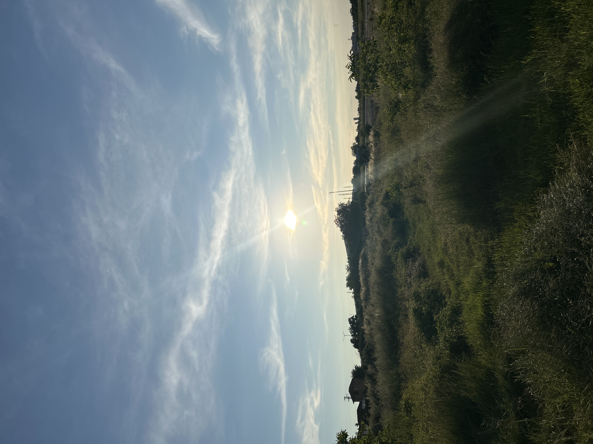 A low-angle, vertical full shot captures a sun-drenched meadow under a pale blue sky. Wispy white clouds streak across the sky, and the bright sun is positioned slightly left of the center, emitting gentle rays that create a sunburst effect. The foreground is dominated by tall, green grass, with some blades catching the light and appearing golden. A faint dirt path winds through the meadow, disappearing into the distance. In the background, a cluster of trees and vegetation forms a dark line against the horizon. To the left, a small, rustic building with a red-tiled roof is visible amongst more trees. In the distance, faint structures, possibly power lines and buildings, can be discerned. The overall impression is that of a tranquil, rural landscape bathed in the soft light of either sunrise or sunset.