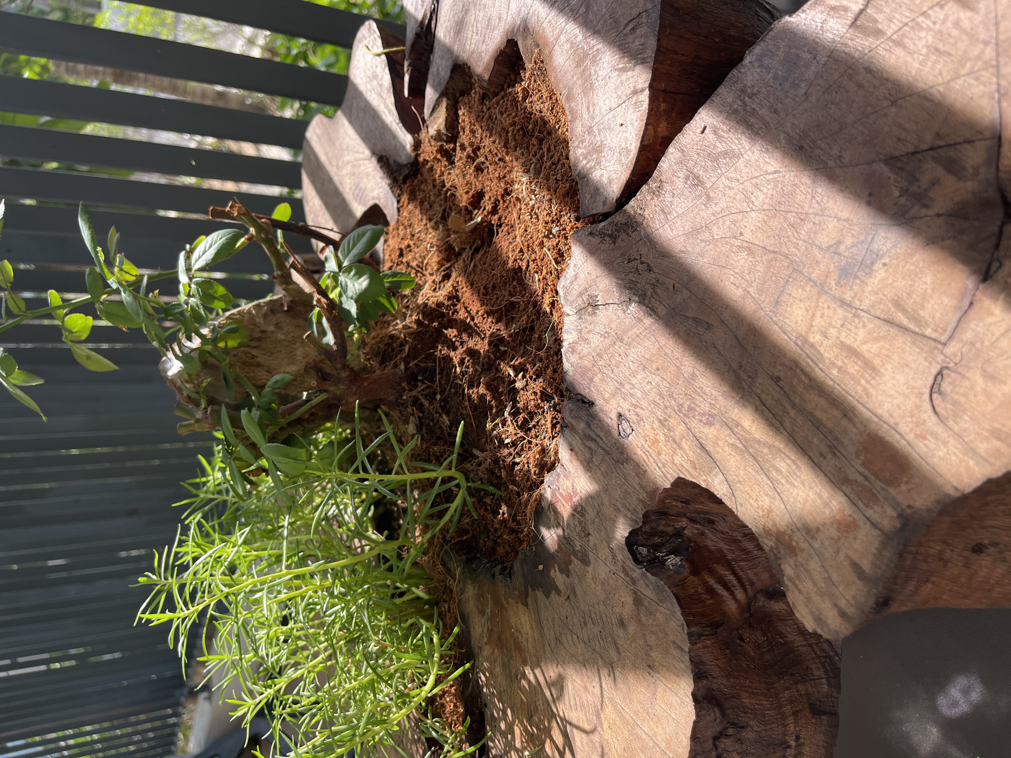 The image features a wooden planter filled with soil and two types of plants. The planter appears to be crafted from a section of a tree trunk with a hollowed-out center. One plant is characterized by long, thin, needle-like green leaves, while the other has broader, rounder green leaves. Light from an unseen source creates distinct shadows across the wooden surface. A slatted railing is visible in the background. The location is Bac Nha Trang Ward, Vietnam.
