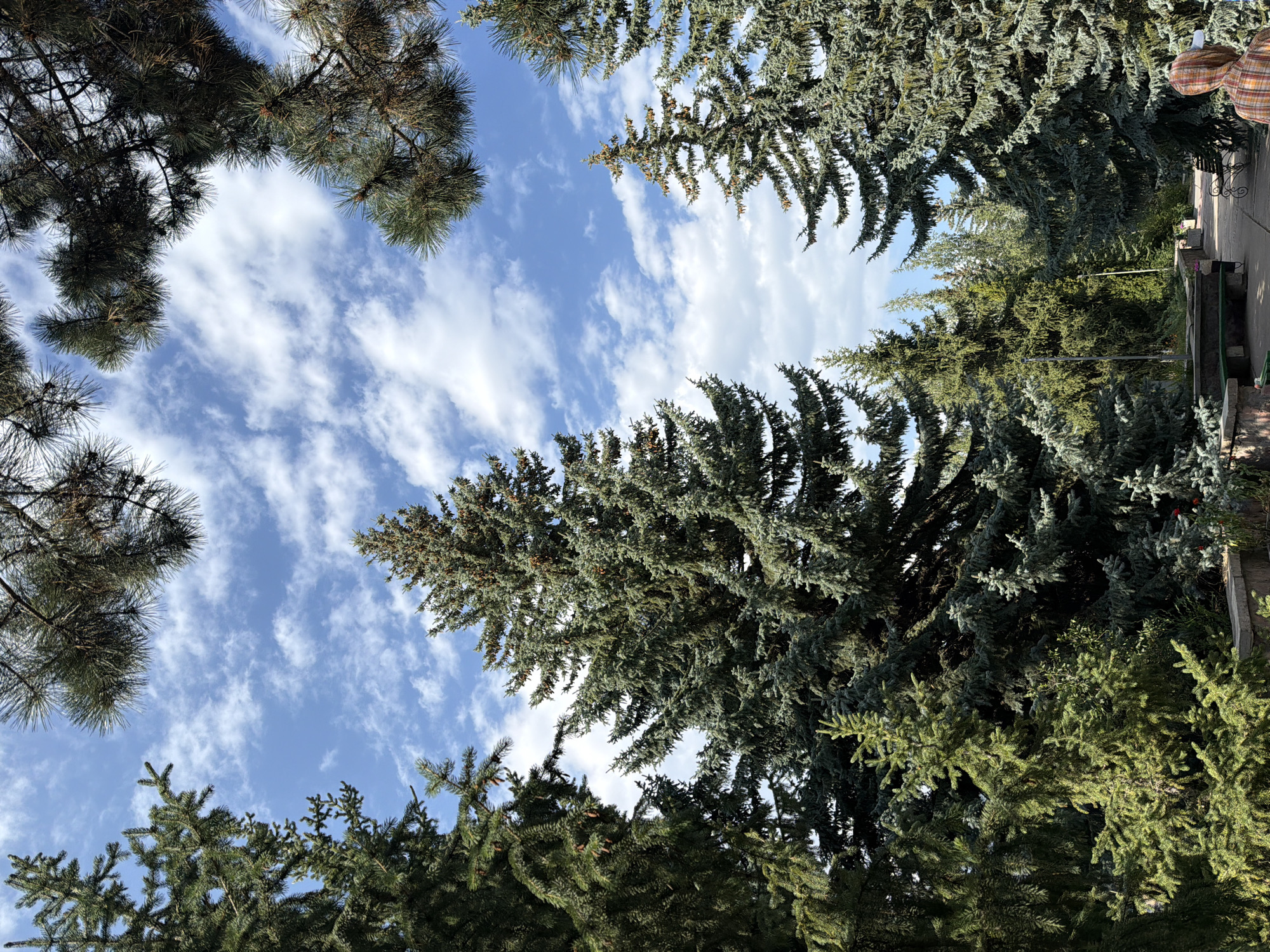 An outdoor shot captures a collection of coniferous trees against a bright blue sky dotted with white, wispy clouds. The trees, primarily firs and pines, vary in size and color, with some displaying a bluish-green hue and others a more vibrant green. Their branches are dense, and some bear small cones. In the foreground, a person wearing a plaid shirt is partially visible from the back, facing away from the camera. The person is holding a white object. To the left and center, park benches are visible, one with a stone base and a green seat, another with a wrought-iron frame. A paved walkway extends into the scene. The setting appears to be a park or a landscaped area.