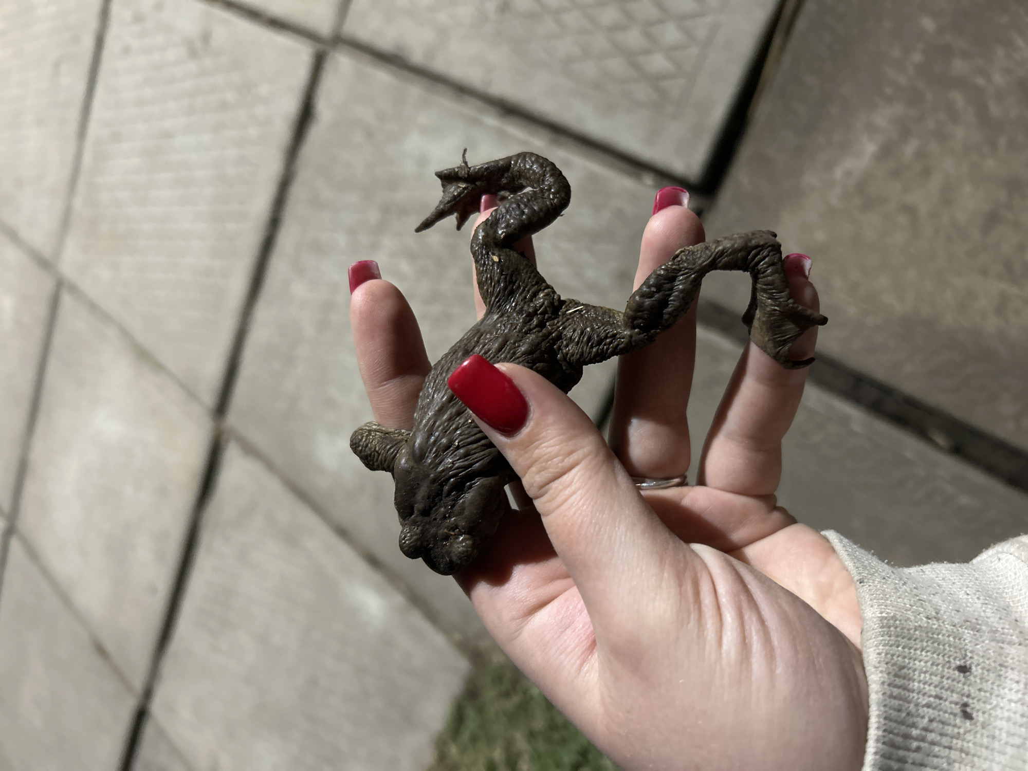A dark, possibly deceased amphibian, potentially a frog or toad, is held in a pale hand with red manicured nails. The hand has a silver ring on the ring finger and the cuff of a light-colored garment is visible. The background suggests an outdoor location with gray pavers. The image does not indicate the location is in Bashur, Russia.