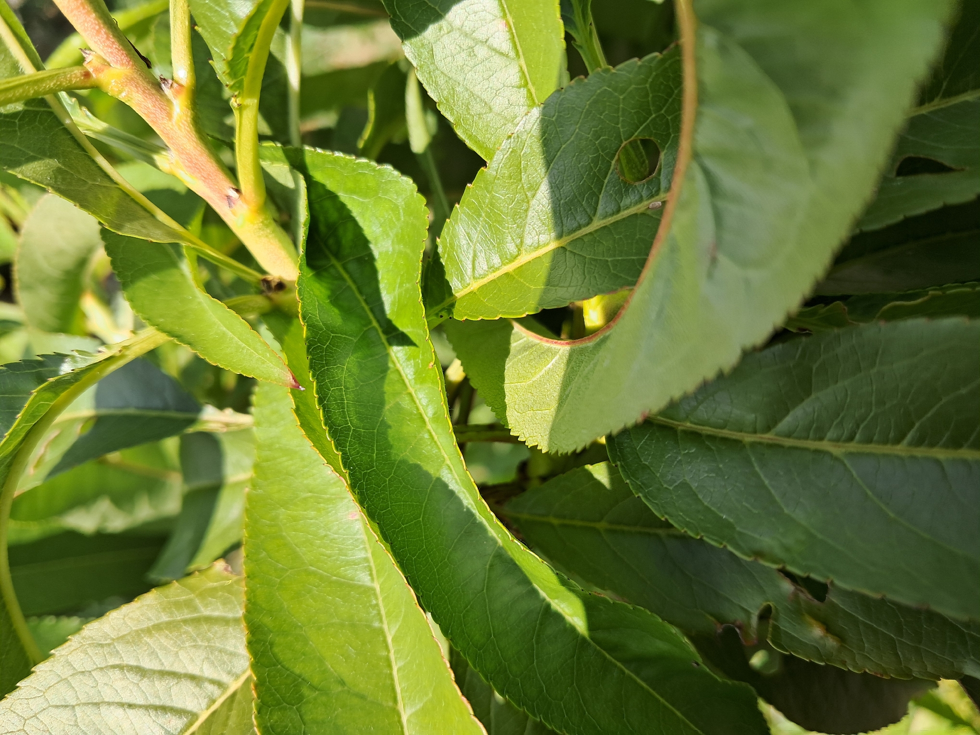 The image depicts a close-up view of vibrant green leaves and a reddish-brown branch of a plant, bathed in sunlight which casts shadows on the foliage. The leaves exhibit visible veins and serrated edges. The branch is slender and appears to be part of a woody plant. The background is a blur of green, suggesting more foliage. The setting is an outdoor environment in Amygdaleonas, Greece, where the sunlight indicates daytime. No people or specific actions are visible, focusing solely on the natural elements of the plant.