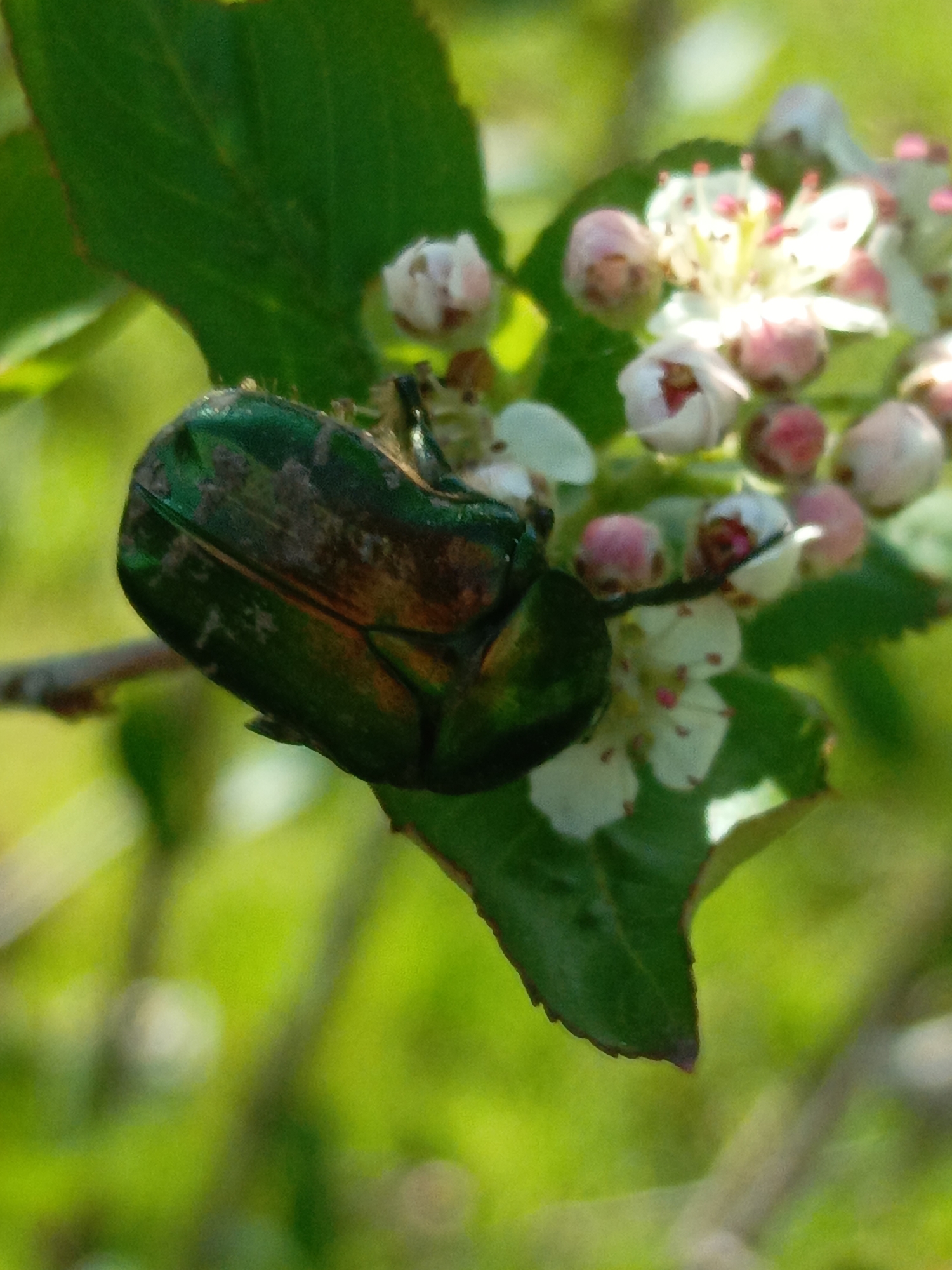 A close-up photograph captures a green beetle perched on a stem surrounded by green leaves and clusters of white and pink flowers. The location is Zalesovo, Russia.