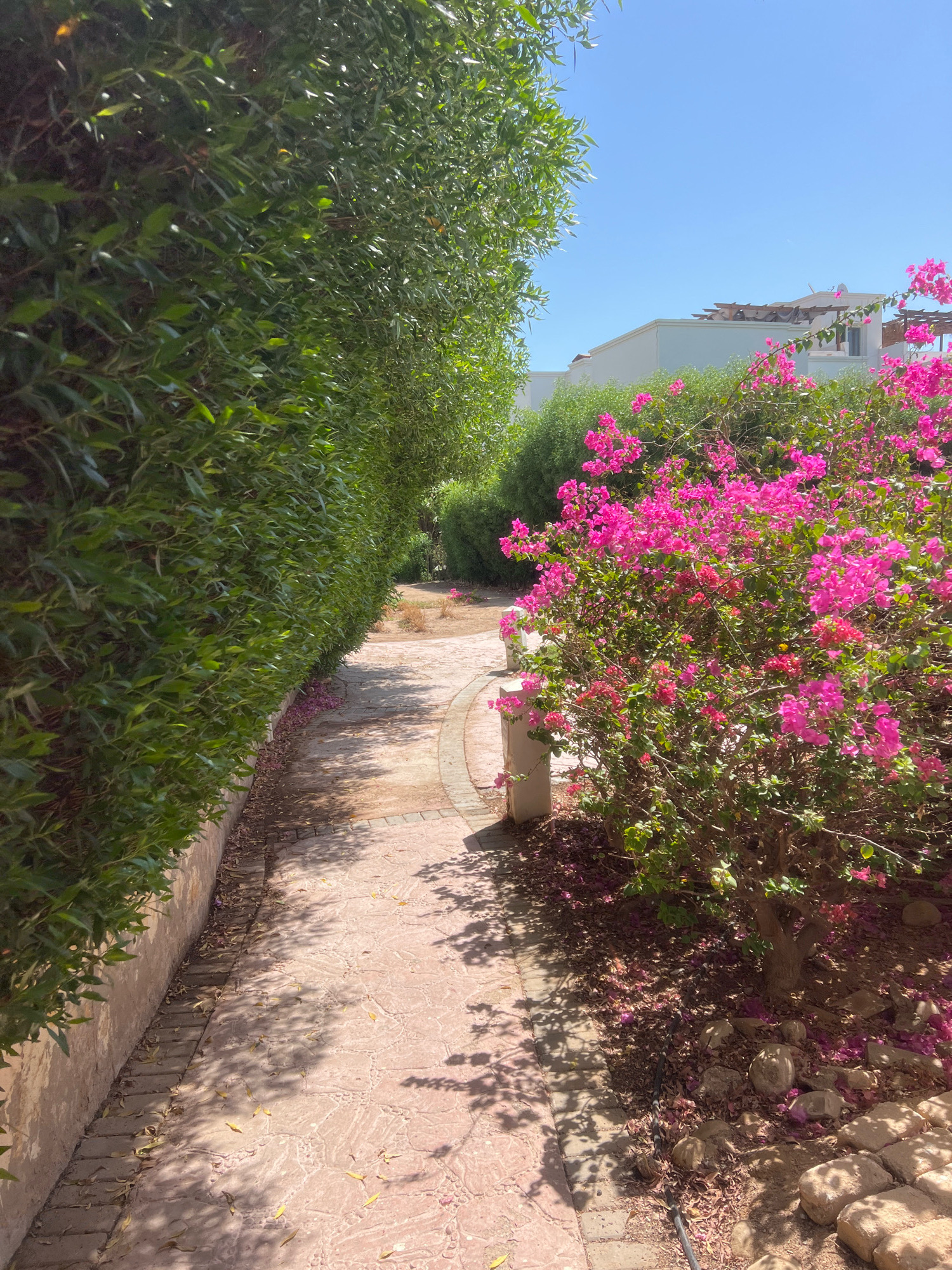 The image depicts a paved pathway winding through a garden in Sharm El Sheikh, Egypt. The pathway is bordered on the left by a tall, dense green hedge and on the right by a vibrant bush with bright pink flowers, likely bougainvillea. In the background, a white building with a flat roof and wooden pergolas is visible under a clear blue sky. The ground is scattered with fallen pink petals and dry leaves, suggesting it is a warm, sunny day. The pathway itself appears to be made of reddish-pink interlocking pavers with a decorative pattern. The scene is characterized by lush vegetation, bright flowers, and architectural elements consistent with the resort style often found in Sharm El Sheikh.