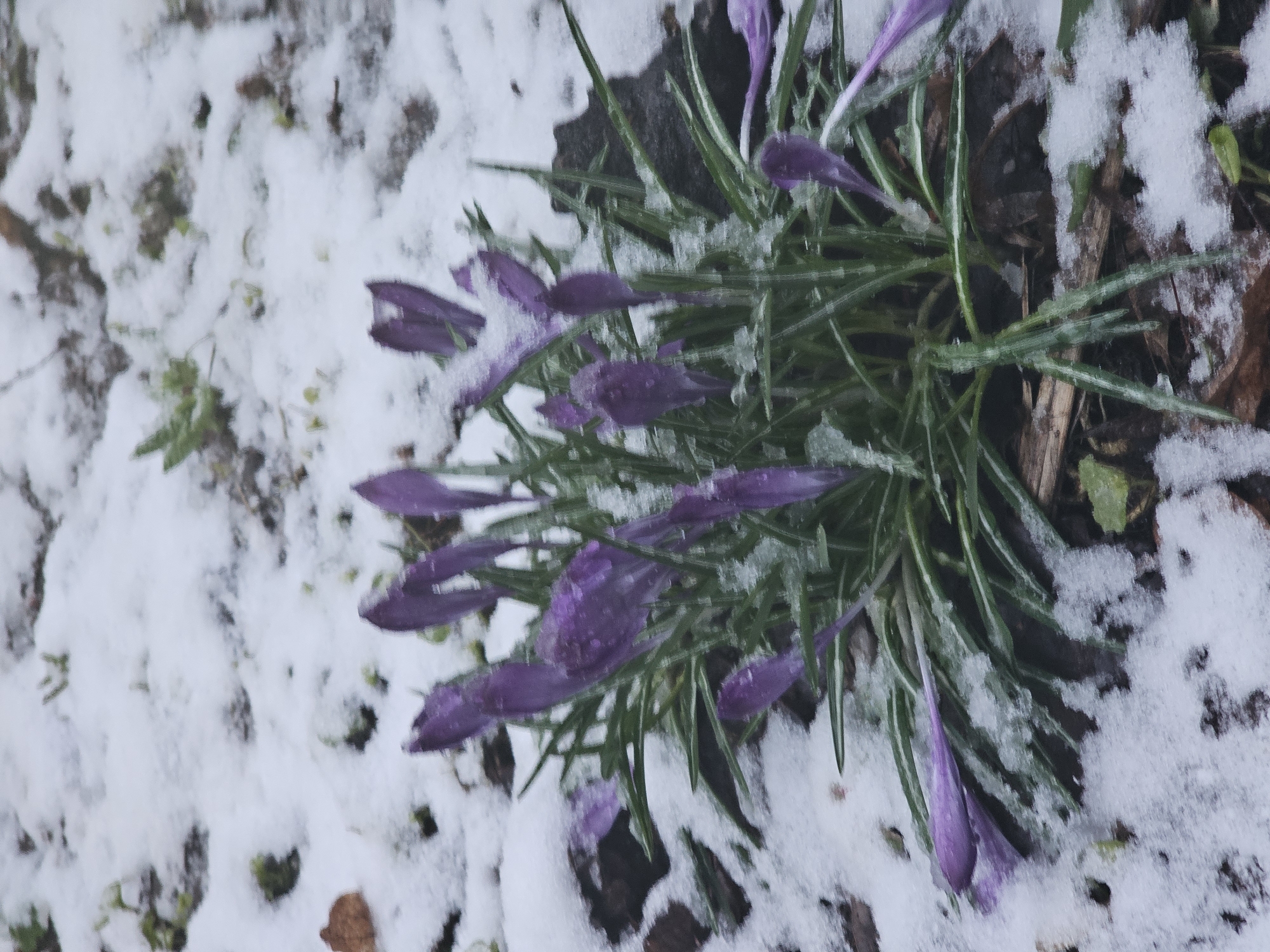 The image shows a cluster of purple crocus flowers emerging from the ground in a location where there is snow cover. The scene suggests early spring. No people are visible. The environment appears to be a garden or natural area with leaves and vegetation visible beneath the snow. The specific location is unidentifiable from the image.