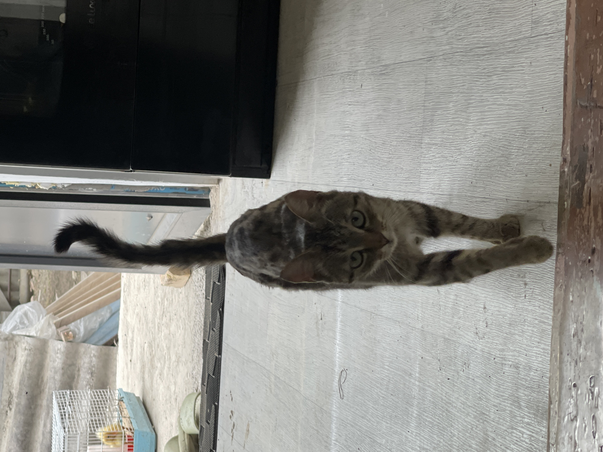 A tabby cat with green eyes is walking towards the camera on a light-colored wooden floor. The cat has a striped pattern on its fur and its tail is held high in a question mark shape. In the background, a white wire cage with a yellow bird inside is visible. To the right of the cat, a black appliance is partially visible. The scene appears to be outdoors, possibly in a yard or patio area. The overall lighting is soft and diffused.