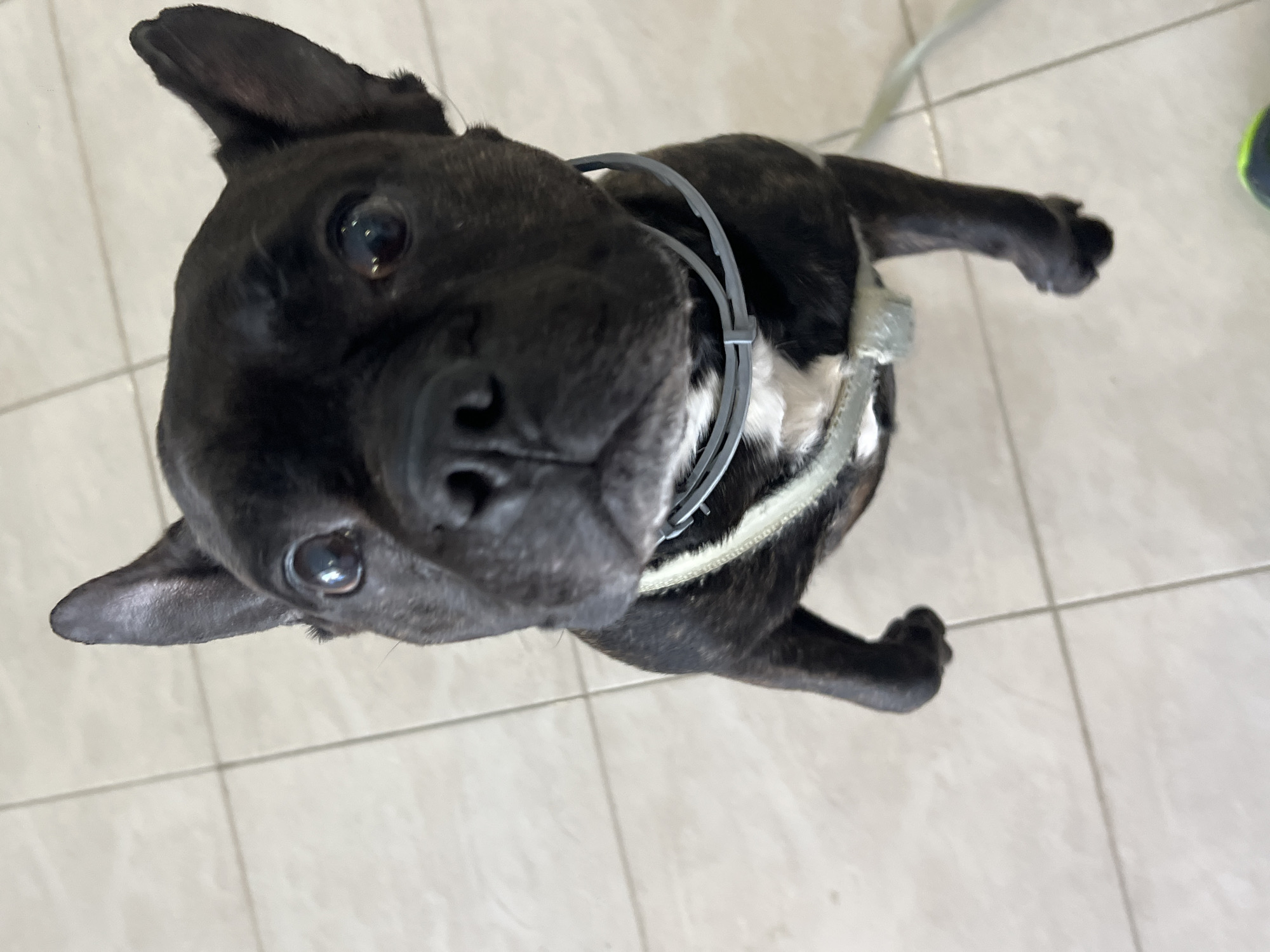 A black or very dark brindle French Bulldog is captured from a high-angle perspective, looking directly upwards at the camera. The dog has prominent, attentive dark eyes and short, erect ears. Its flat snout and overall head shape are characteristic of a brachycephalic breed.
The dog is wearing a light gray plastic-like collar around its neck, possibly a tick collar, and a white or light-colored striped harness across its chest and shoulders. Its body is partially visible, showing some lighter fur patches, likely brindle markings, on its chest and legs.
The dog is standing on a light-colored, possibly off-white or beige, tiled floor with dark grout lines. In the far upper right corner of the image, a small portion of a bright green and dark shoe is visible, suggesting the presence of a person. A faint, light-colored line, possibly a cable or leash, is also discernable in the background. The scene is set indoors. No text is visible in the image.