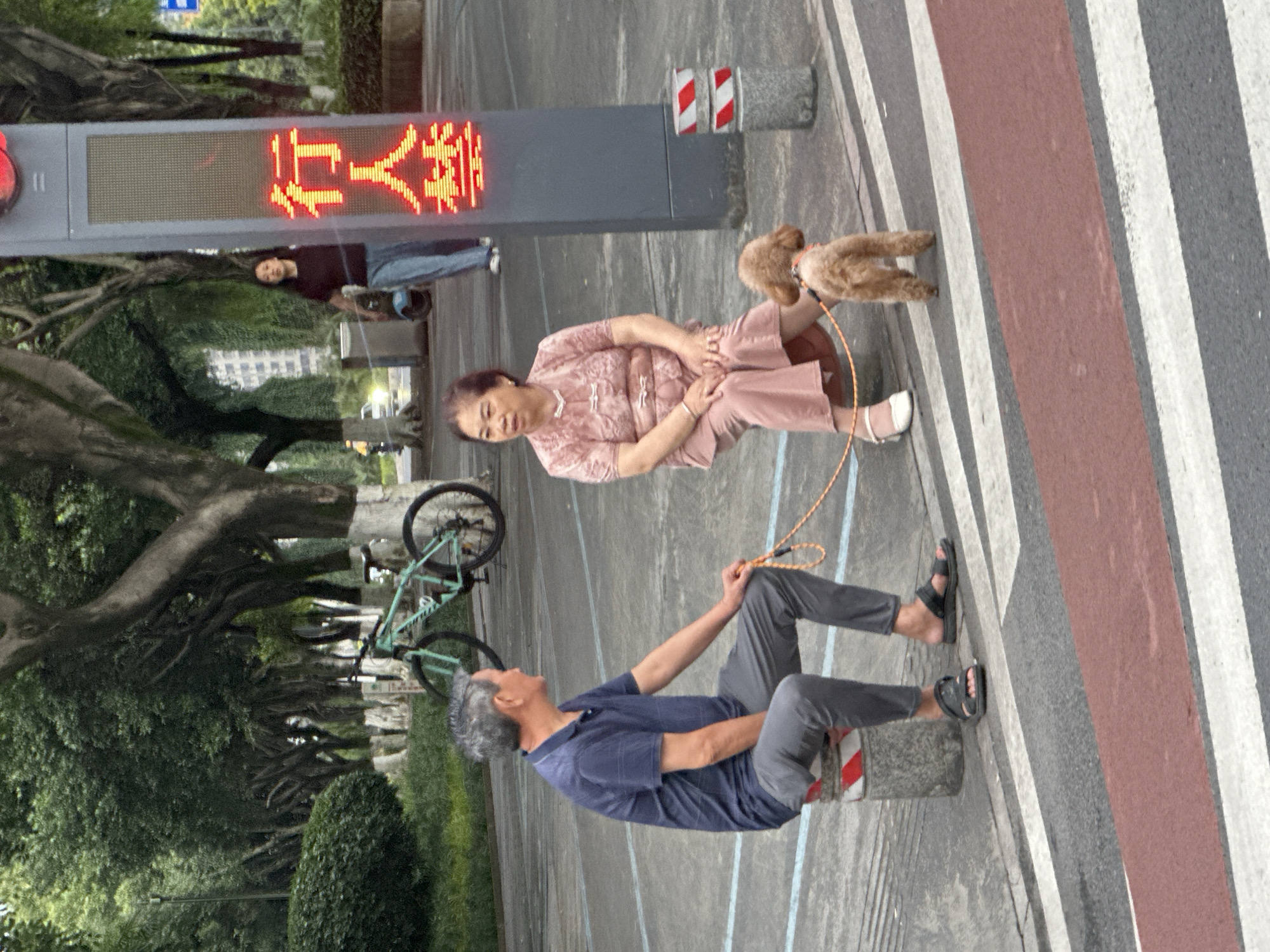 A middle-aged man and woman are sitting on concrete bollards on a pedestrian crossing in the city of Chongqing High-tech Zone, China. The man is wearing a navy blue polo shirt and grey pants, while the woman is in a pink patterned top and matching pants. A small, light brown poodle stands between them, attached to both by a leash. The poodle is facing away from the camera, looking towards the right. In the background, a teal bicycle is parked next to a tree. Further back, a woman in a dark t-shirt and jeans walks past a large traffic signal displaying Chinese characters in red light. The environment appears to be a street or park area with trees and paved surfaces.