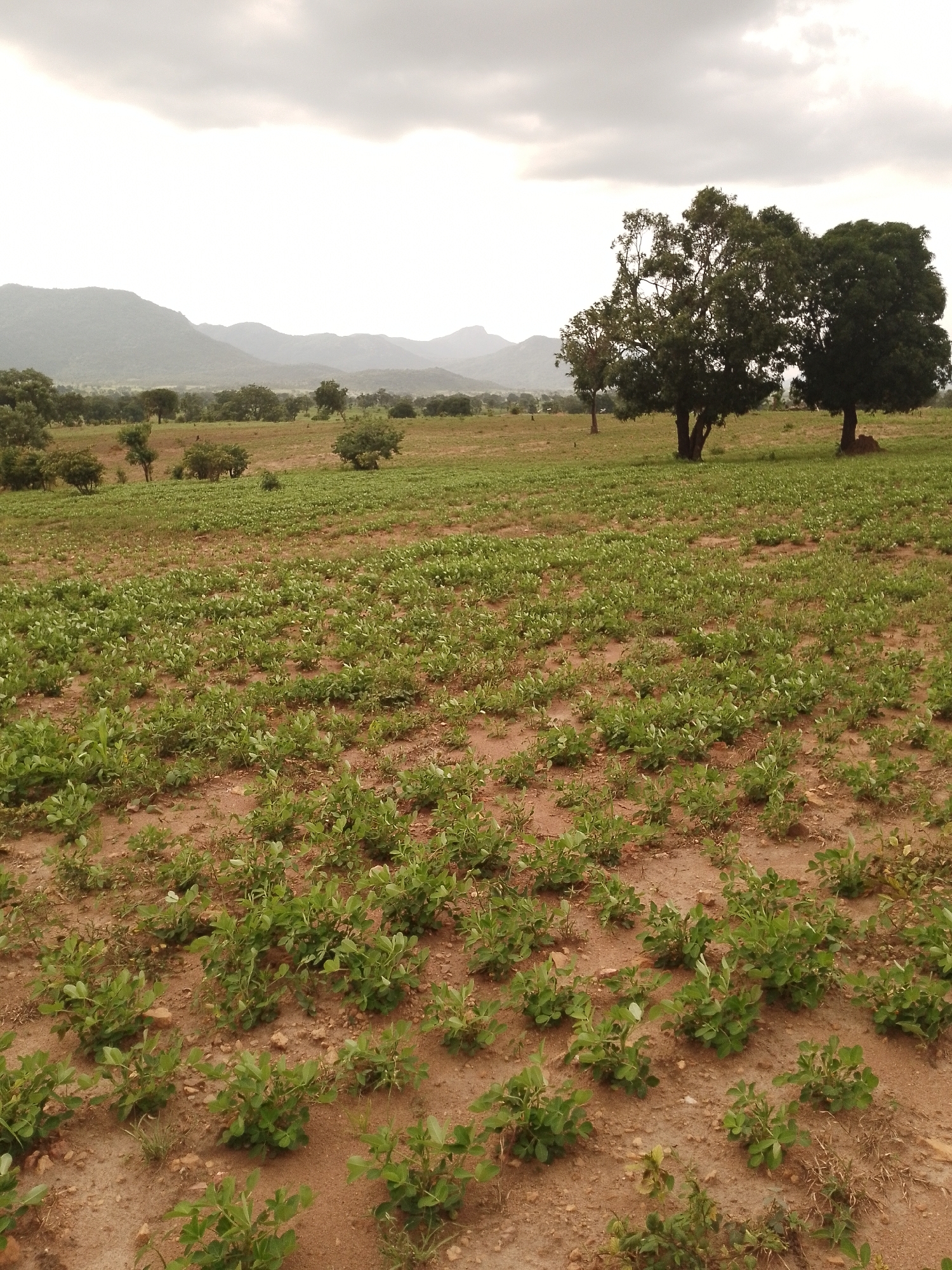 The image depicts a rural landscape with a cultivated field in the foreground, located in Balewa, Nigeria. The field is planted with rows of young green crops, likely legumes such as peanuts, growing in reddish-brown soil. The plants are small and evenly spaced, indicating recent planting or early growth. Beyond the cultivated field, several mature trees with dense foliage are scattered across the landscape. In the background, rolling hills and mountains are visible under a cloudy sky. The overall scene is one of agricultural activity in a natural, undeveloped environment. There are no people or animals visible in the image.