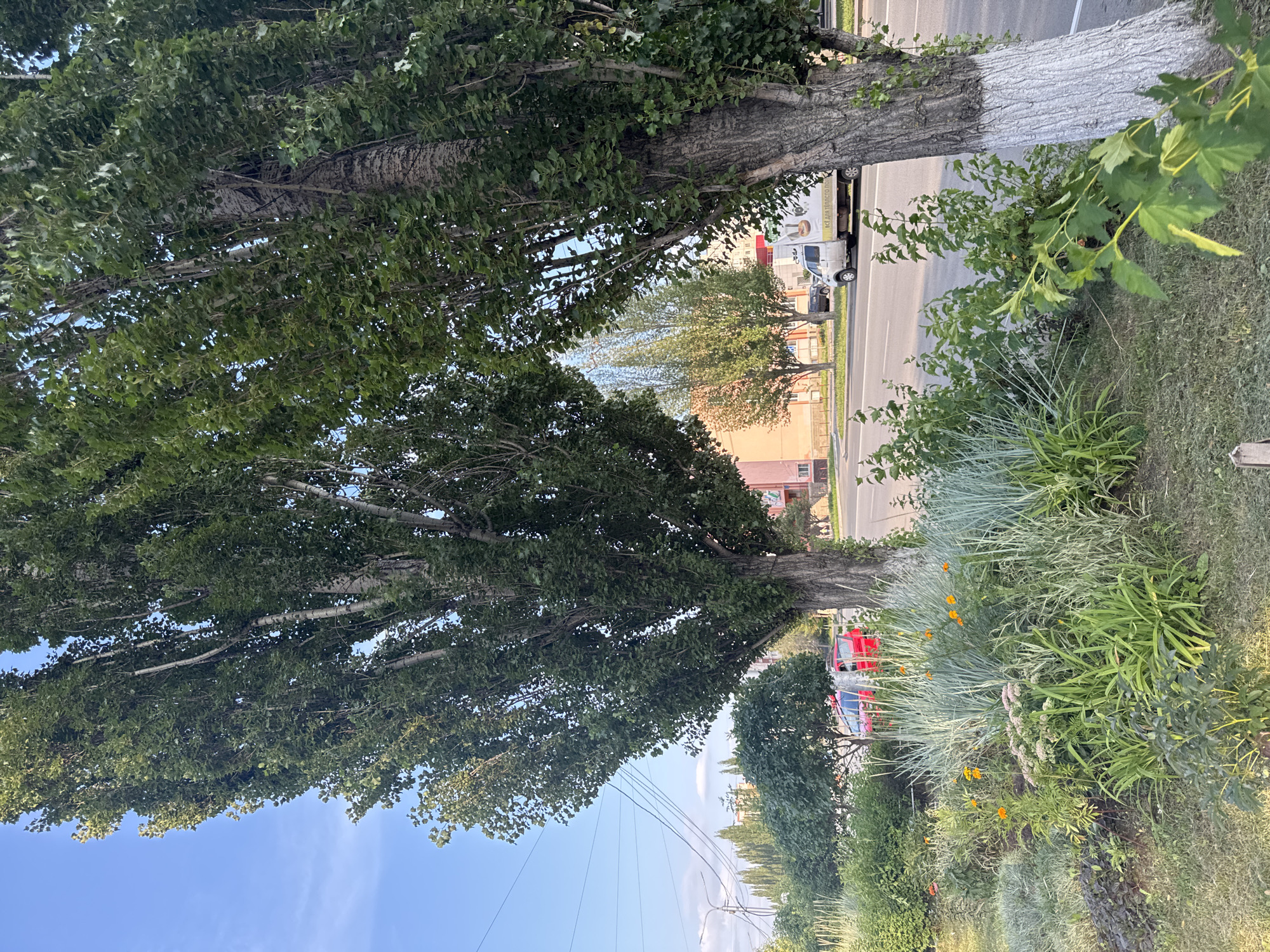 The image depicts a street scene in Ufa, Russia, featuring a row of tall trees lining a sidewalk and a road. The trees have textured bark, with the lower portions of their trunks whitewashed, a common practice for tree preservation in urban environments. In the foreground, a garden bed displays a variety of plants, including grasses, flowering plants with orange blossoms, and some leafy shrubs.
Beyond the garden, a road is visible with a few vehicles. A red car is parked or driving on the left side of the road. On the right side, a white van with text and an image on its side is traveling. Buildings are visible in the background, with architectural styles suggesting a residential or commercial area. Power lines are strung across the sky. The sky is clear and blue, indicating fair weather. The overall impression is an urban landscape in a temperate climate during daylight hours.