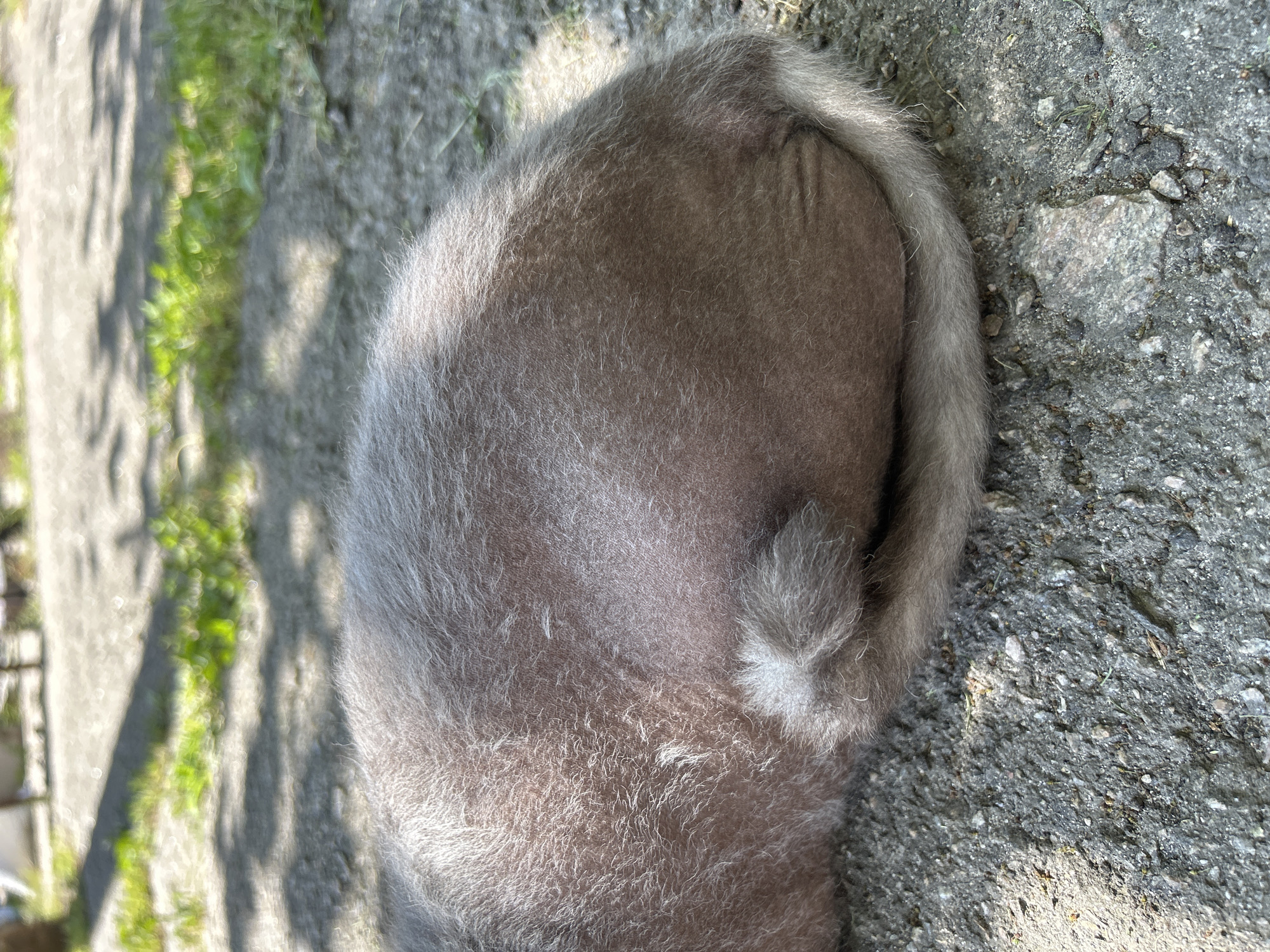 The image is a close-up, overhead view of the back and tail of a small, gray animal, likely a cat, lying on a textured, gray surface that appears to be concrete or asphalt. The animal's fur is short and somewhat sparse, with lighter gray or white hairs mixed throughout, particularly on its hindquarters. The tail is curled around the body.
The setting is outdoors, indicated by the presence of dappled sunlight casting shadows on the ground and the appearance of some green vegetation and dirt to the left of the animal. The shadows suggest a sunny day, likely mid-morning or afternoon. The ground is rough and uneven, with small stones and debris visible.
There are no people or explicit text visible in the image. The focus is solely on the animal and its immediate surroundings. The overall impression is one of a domestic animal resting in an outdoor urban or suburban environment. The context provided places this scene in Bila Tserkva, Ukraine.