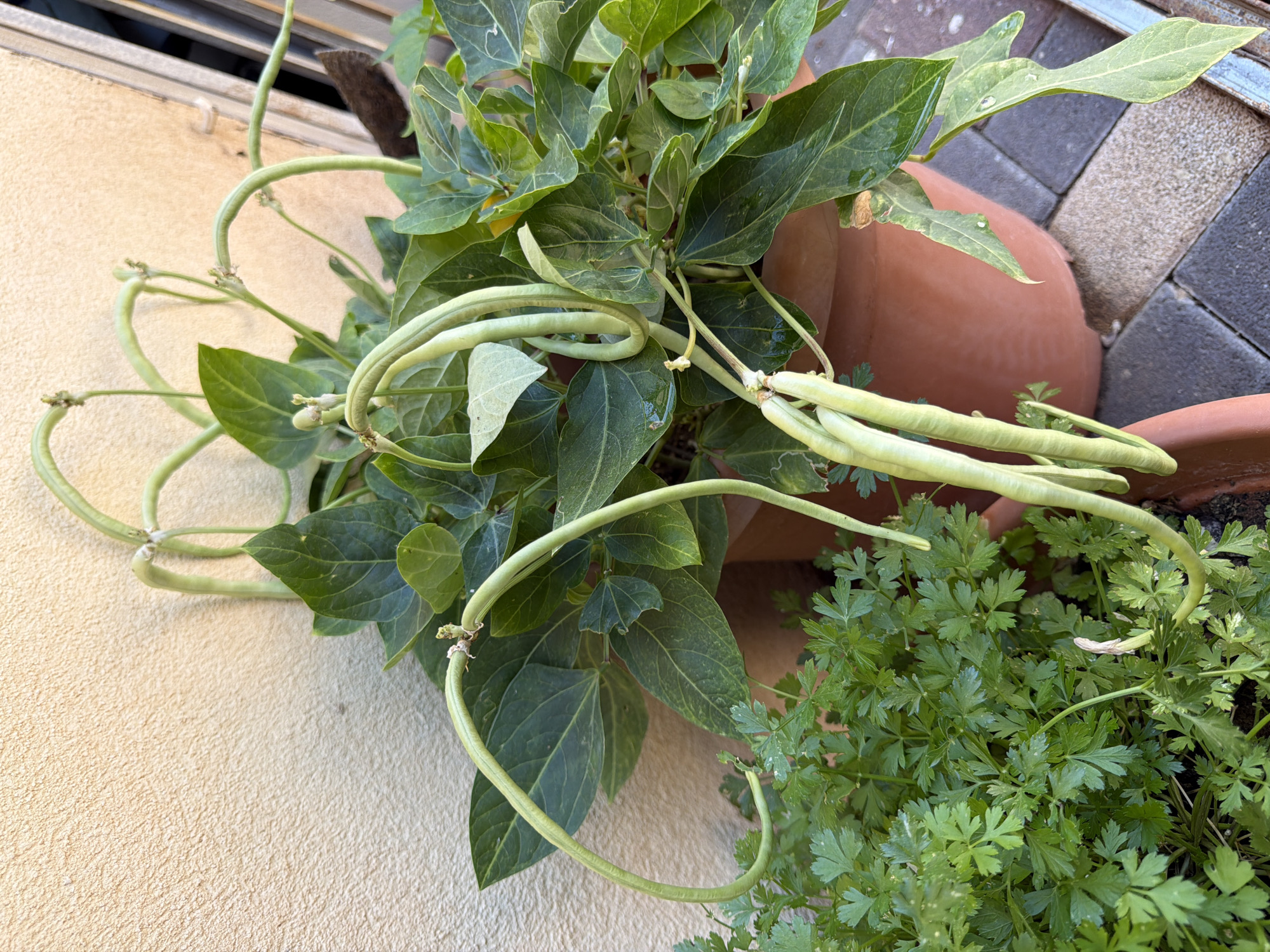 This media file depicts an outdoor container garden located in Even Yehuda, Israel. The primary subjects are two types of edible plants thriving in pots. Dominating the upper and central parts of the image is a bean plant, likely a variety of yard-long beans, characterized by numerous long, pale green, slender pods. These pods are in various stages of growth, many showing a distinct curled or arcing form as they hang from the plant. Small, dried flower remnants are visible at the base of some pods. The bean plant features healthy, medium-green leaves, some displaying lighter green patches or variegation, and a few leaves have visible water droplets.
The bean plant grows in a terracotta pot, parts of which are visible in the background, adding a warm, reddish-brown tone. To the lower right, within another pot, a lush patch of bright green parsley is growing, its finely cut, frilly leaves creating a textural contrast with the larger leaves of the bean plant.
The backdrop on the left consists of a light beige, textured wall, possibly stucco or painted concrete. In the upper right, sections of dark and light gray paving stones or tiles are visible, suggesting a patio or paved outdoor area. The natural light indicates daytime, with soft illumination across the scene. The overall impression is a vibrant and productive home gardening setup. No discernible text is present in the image.