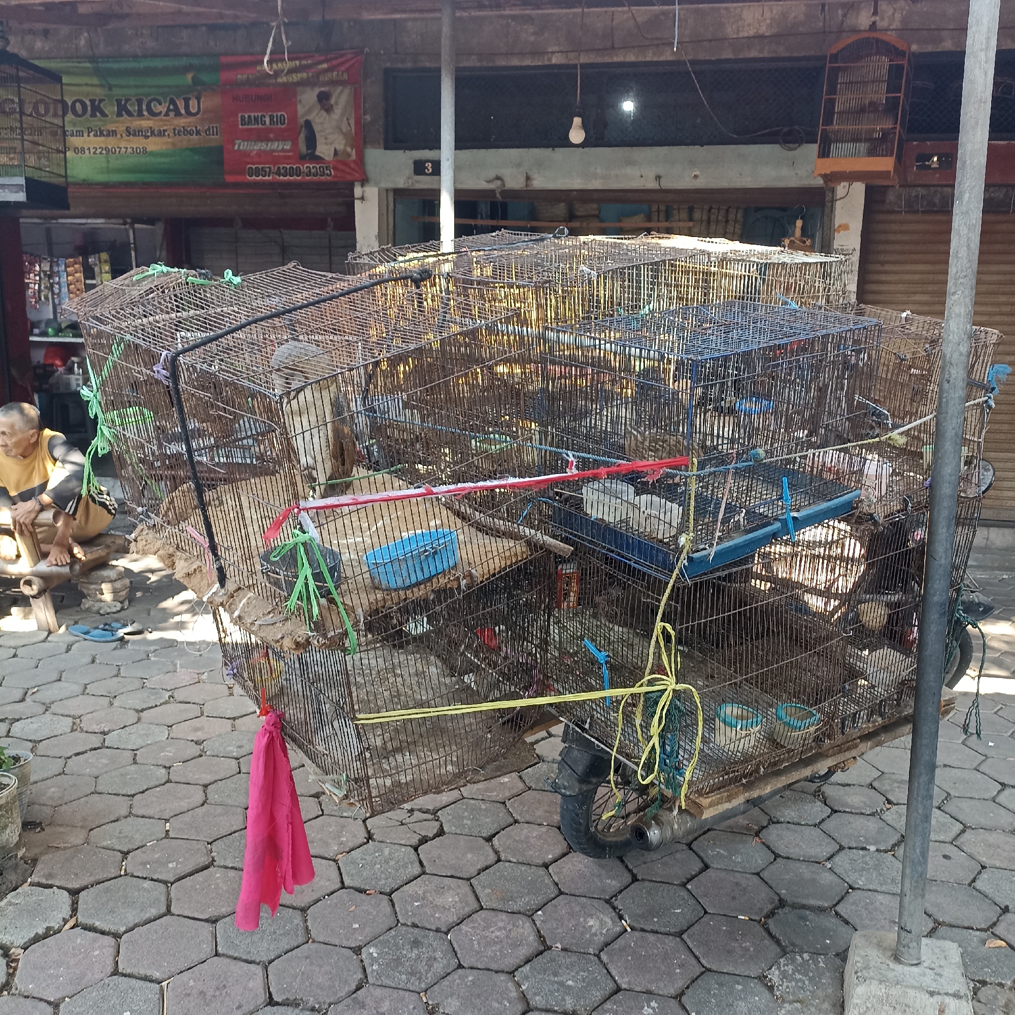 An elderly man wearing a yellow shirt sits on a bamboo stool next to a cart laden with numerous bird cages. The cart appears to be a modified motorcycle with a large frame built to transport the stacked cages. The cages are made of wire mesh and contain various birds. Some cages have colorful ribbons or ropes tied around them, and a pink cloth is hanging from one cage. The scene takes place on a paved sidewalk in front of a building with a banner overhead that reads "GLODOK KICAU" and contains Indonesian text and phone numbers. The building appears to be a shop or market, possibly selling birds and related supplies. In the background, other bird cages are visible, some hanging and some on shelves. The environment suggests an outdoor market or a street vendor setup in a city. The pavement is made of hexagonal concrete blocks. The lighting indicates it is daytime, with sunlight casting shadows. The location is identified as Magelang, Indonesia, based on the provided context.