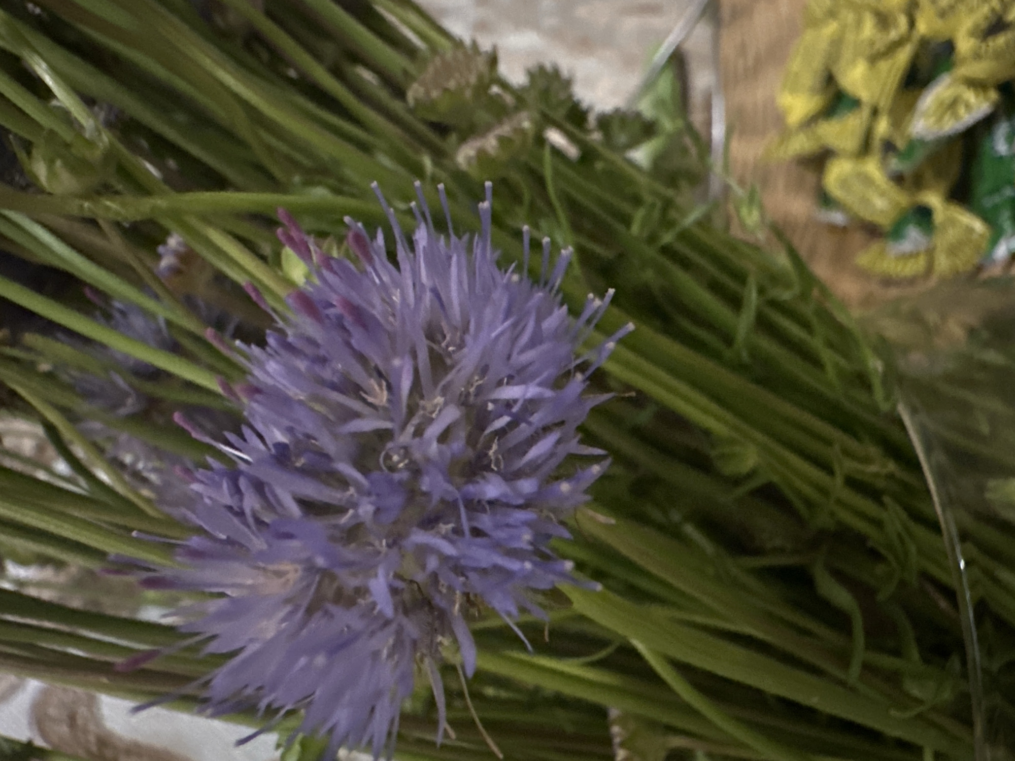A close-up, vertical shot shows a cluster of delicate purple flowers with thin petals and pinkish-purple tips, set against a backdrop of vibrant green stems. The flowers appear to be in a vase, as indicated by a glass rim visible at the bottom of the frame. In the lower right corner, a blurred area of yellow objects suggests a secondary arrangement or decorative element. The lighting is dim, creating a slightly moody atmosphere. The background wall has a textured, neutral tone.