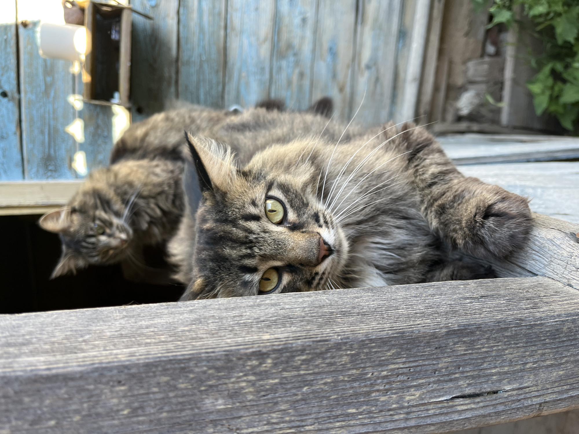 This is a close-up, eye-level shot of two cats relaxing on a wooden surface. The cat in the foreground, which is the main subject, is a fluffy tabby with striking green eyes and long white whiskers. It is lying on its side, with its head tilted and looking towards the camera. Its body is partially obscured by a weathered wooden plank in the foreground. Behind the main subject, another tabby cat is visible, also appearing relaxed, with its head facing left. The background consists of weathered blue wooden planks, suggesting an outdoor setting, possibly a rustic structure or fence. A small, light-colored object is mounted on the blue planks in the upper left corner, with some shadow play occurring around it. Green foliage is visible in the upper right background, adding to the outdoor impression. The lighting suggests it is daytime, with sunlight casting shadows and illuminating the scene. The overall mood is peaceful and relaxed, capturing a moment of repose for the felines. No text is visible in the image.