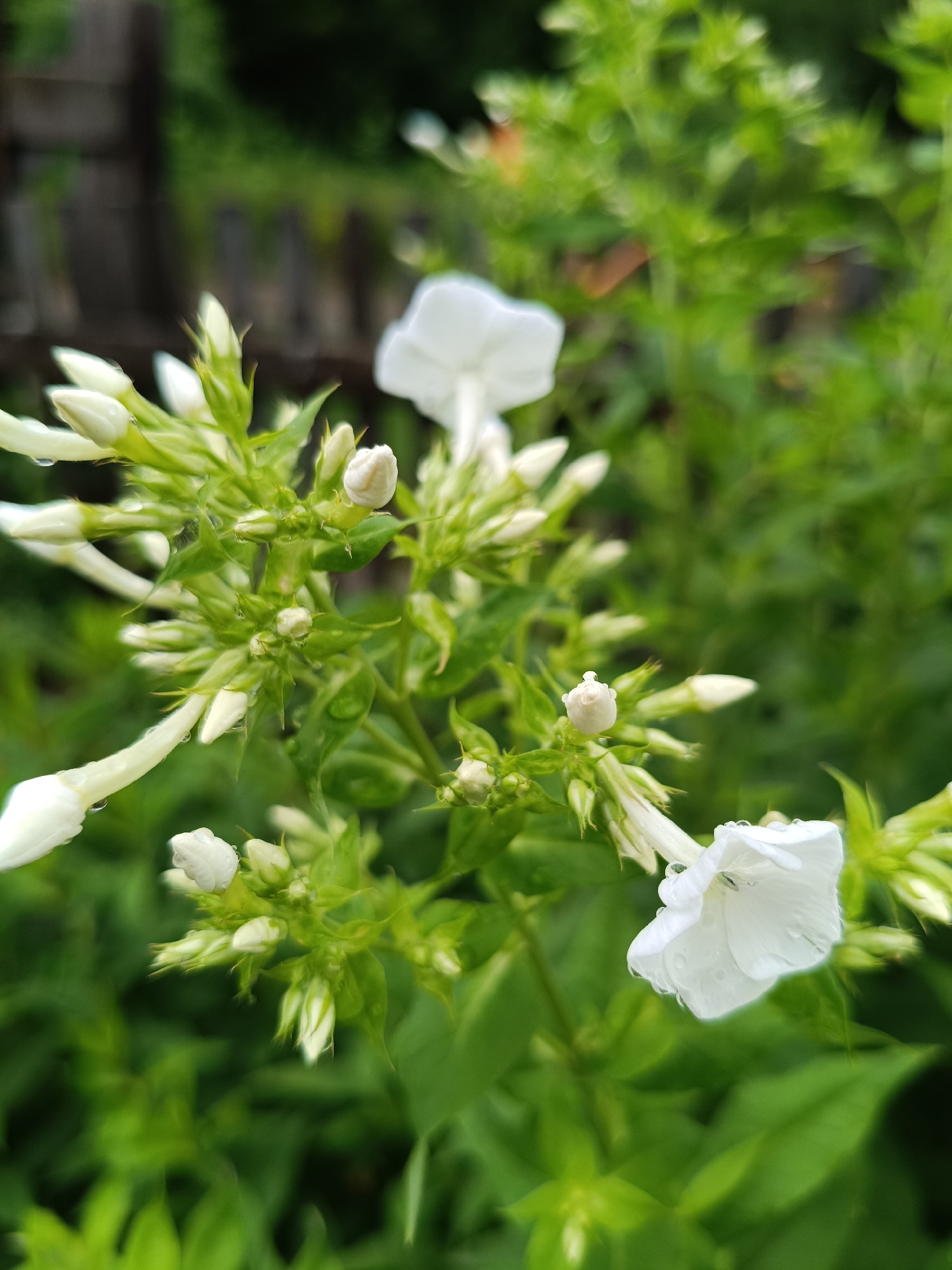 In Nizhnekamenka, Russia, this close-up photograph captures a cluster of white flowers, likely phlox, in full bloom and bud stage, against a softly blurred background of lush green foliage. Water droplets adorn the petals and buds, suggesting recent rain or dew. The flowers are predominantly white with some showing a slight pale green hue at their base and tips. The image is focused on the delicate details of the flowers, with some appearing fully open and others still tightly furled. The surrounding environment appears to be a garden or natural setting with a wooden fence visible in the upper left corner, slightly out of focus. The lighting is natural, likely overcast or diffused, creating a soft and gentle ambiance.