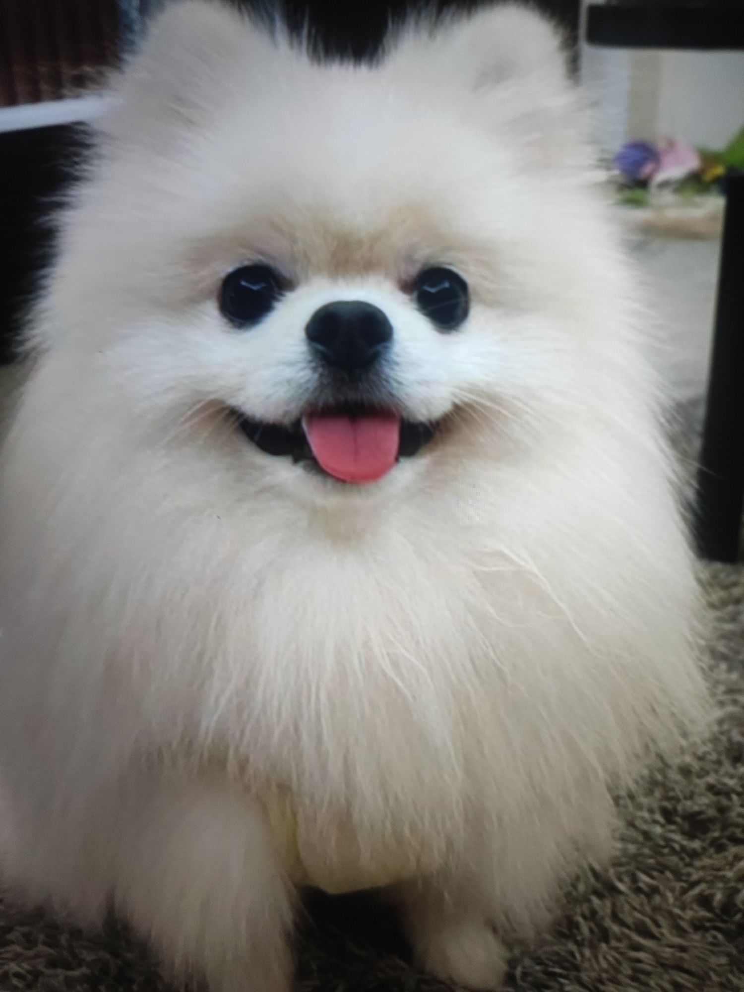 A close-up, eye-level shot shows a fluffy, white Pomeranian dog sitting on a textured, gray carpet. The dog's face is the primary focus, with its tongue playfully sticking out. The background is blurred, but suggests an indoor setting with hints of furniture and possibly decorative items. The lighting is moderate, highlighting the dog's soft fur.