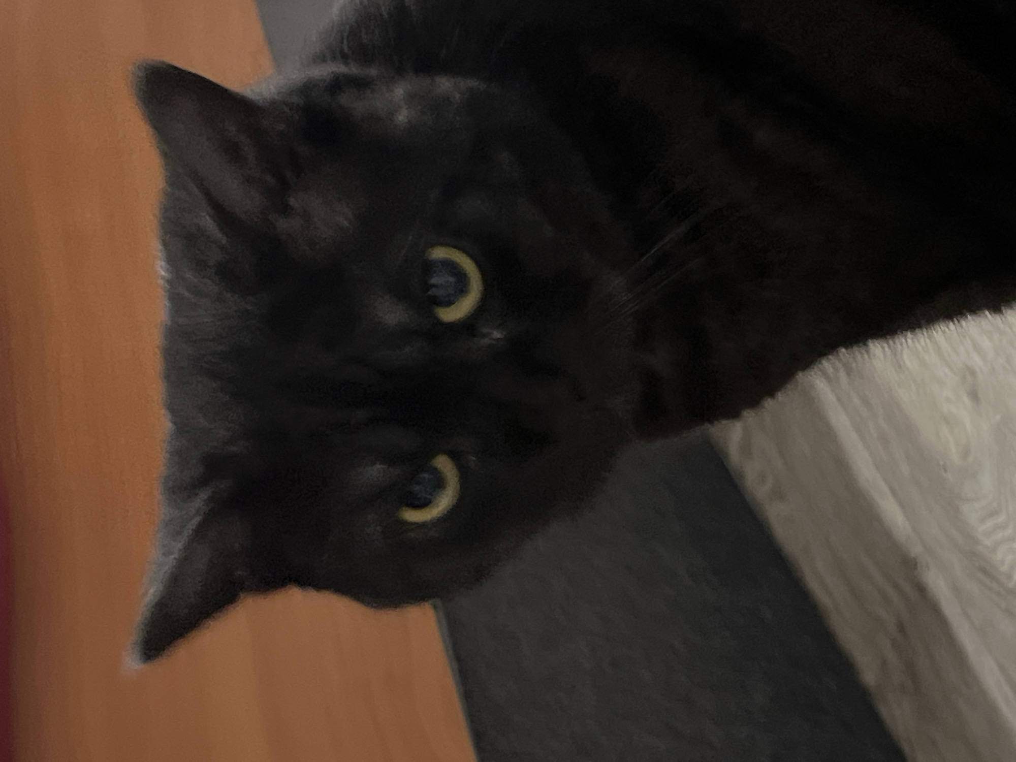 A black cat with yellow eyes is looking forward, its ears are pointed and its fur is sleek. The cat is positioned in the foreground, with a blurry background of what appears to be a wooden floor and a dark surface. There is no indication of the city of Kazan, Russia, in this image.
