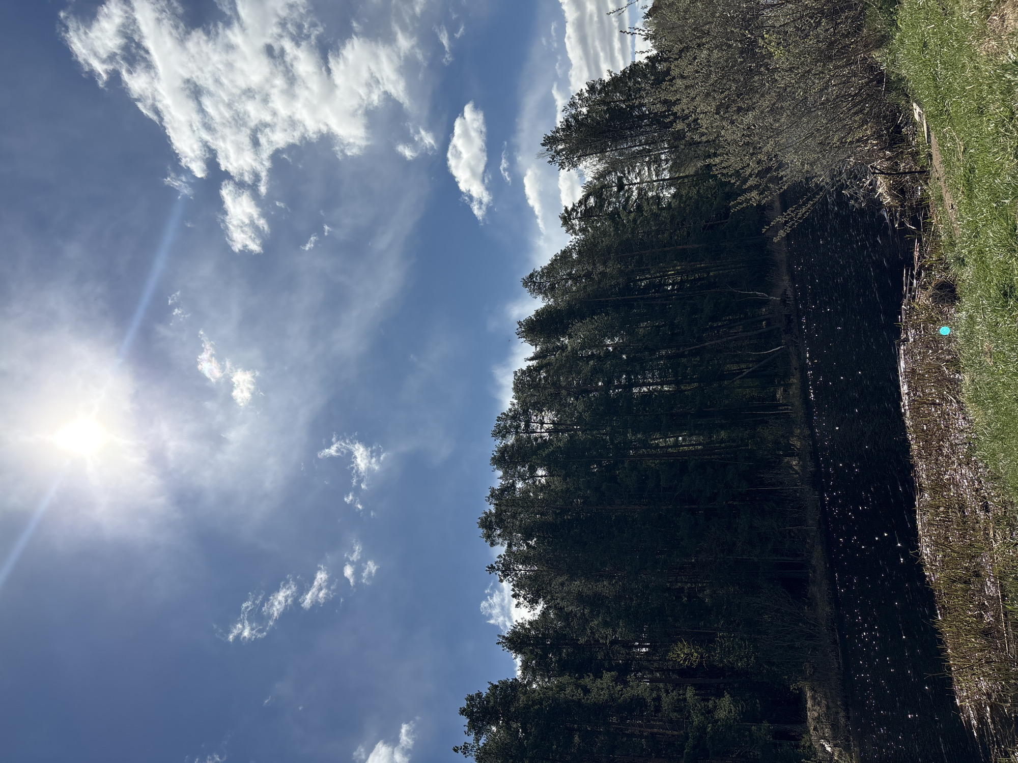 The image depicts a vertical panorama of a landscape in Chaikovsky, Russia. The sky, taking up about half of the image, is blue with scattered white clouds and the sun shining brightly in the left corner. The ground is covered with tall, dark green trees that form a dense forest. A body of water reflecting the trees and sky is also visible. The edge of a grassy area is on the right.