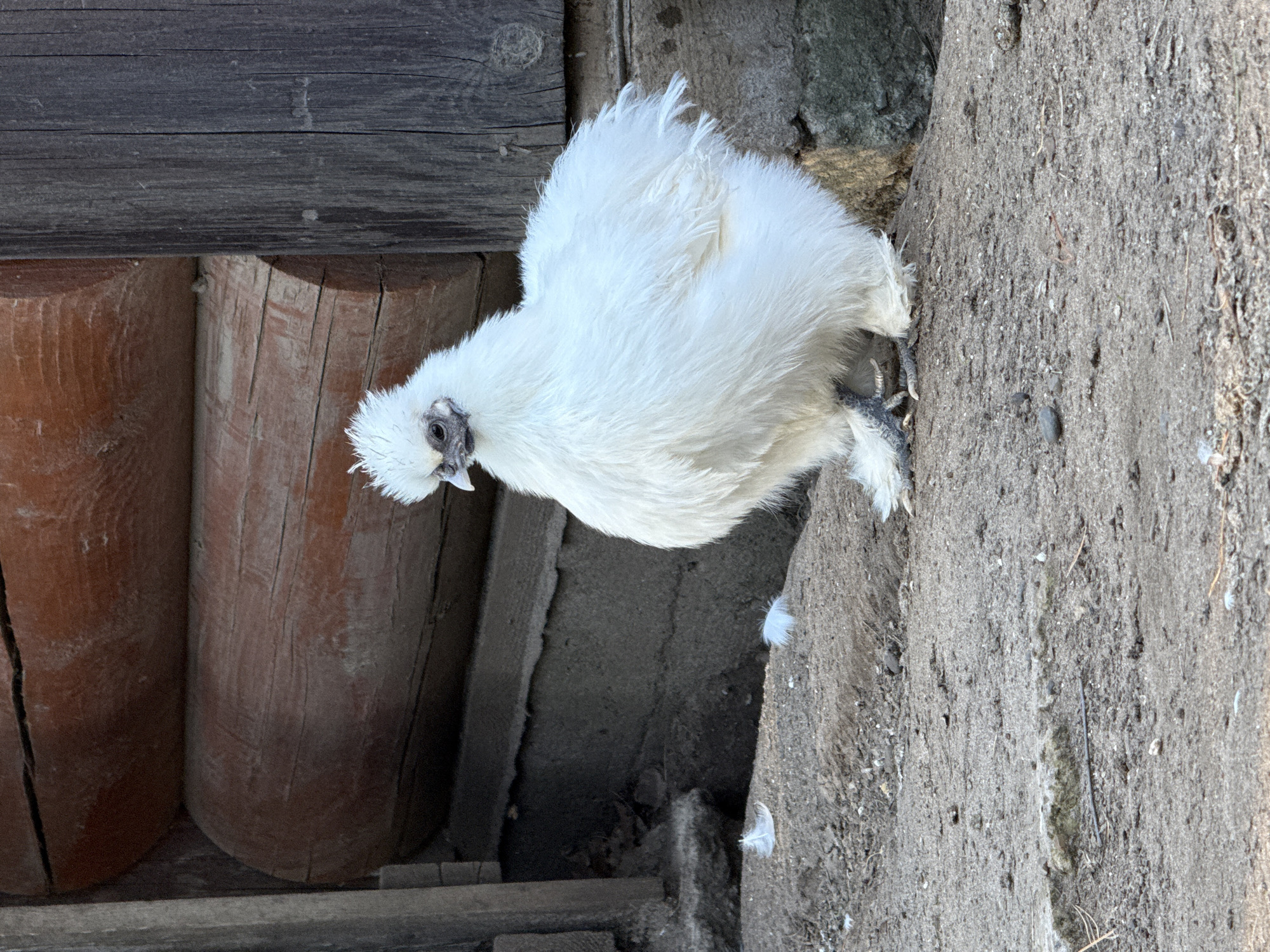 A white Silkie chicken stands in a backyard in Chaikovsky, Russia. The chicken is positioned near a rustic log structure with gray wooden planks above it. To the right of the chicken is a raised, sandy or earthen surface. The chicken is looking downwards, its fluffy white feathers distinctive against the backdrop.