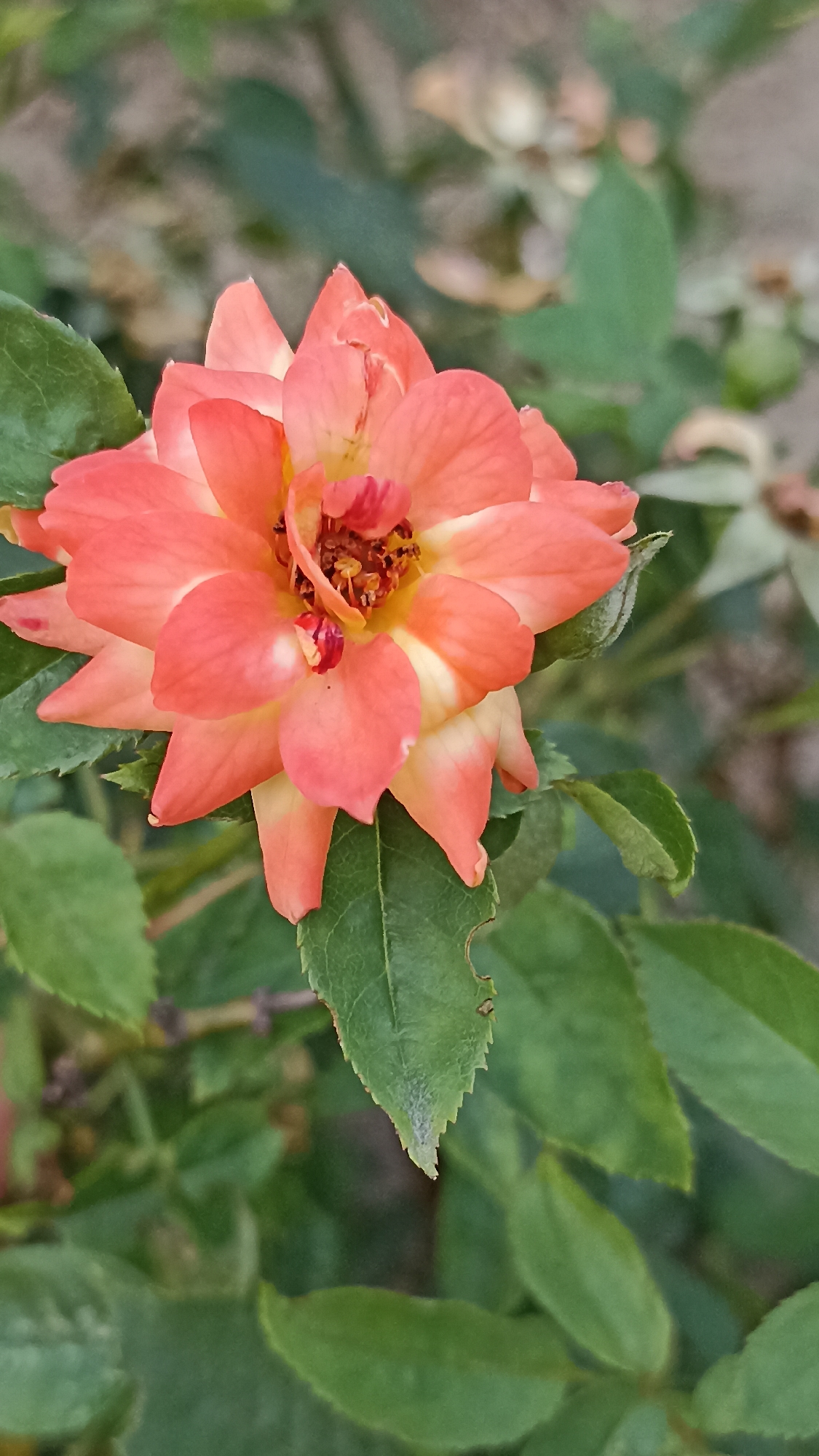 A close-up, vertical, outdoor, eye-level shot focuses on a single, blooming, coral-colored rose. The rose is in the center of the frame, with its petals slightly unfurled, revealing a yellow and dark red center. The petals have a gradient of color, transitioning from coral on the outer edges to a lighter, creamy yellow towards the center. Green leaves with serrated edges surround the flower, some of which show signs of damage, such as small holes or lighter spots. The background is softly blurred, displaying more green foliage and hints of lighter, out-of-focus elements that suggest a garden or natural environment. The lighting appears to be natural daylight, illuminating the flower and its surrounding leaves.
