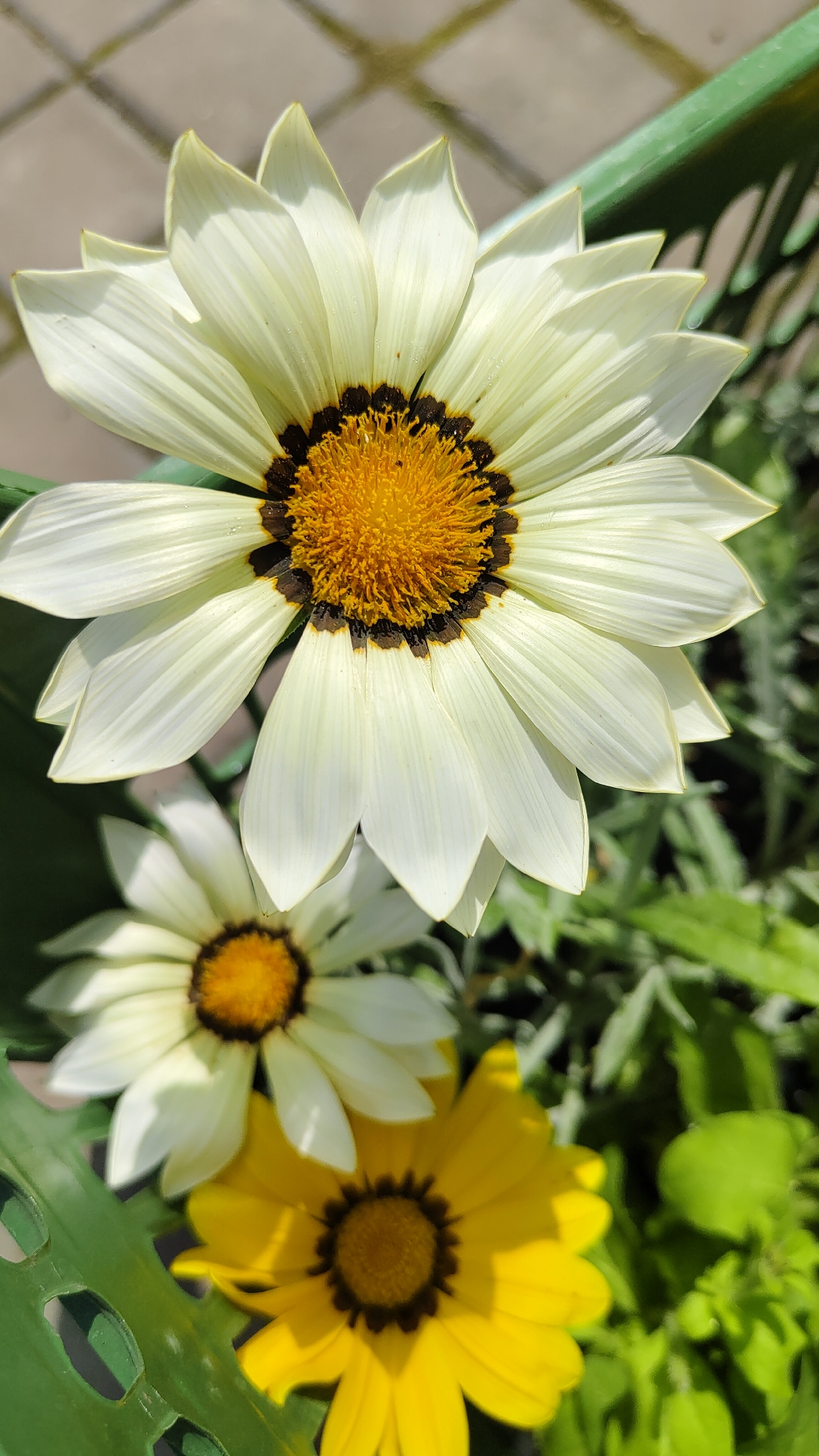 The image shows a close-up of several gazania flowers in a green planter. The flower in the foreground is white with a dark ring around a yellow center. Behind it, there is another white gazania and a yellow one. Green foliage surrounds the flowers. The location is likely outdoors in Krasnoyarsk, Russia, but this cannot be determined definitively from the image alone.