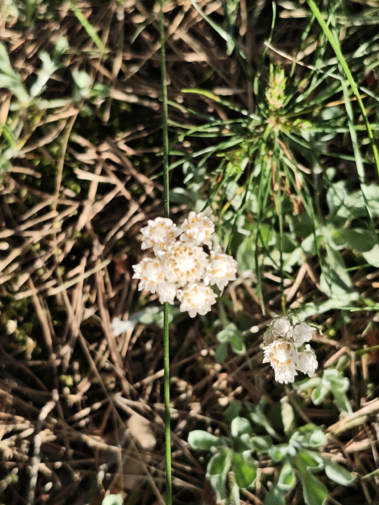 A close-up, ground-level view shows a cluster of small, white flowers with yellow centers blooming on a thin green stem amidst a collection of dry, brown twigs and green foliage. A similar, smaller cluster of flowers is present to the right. The background is a mix of dead vegetation and living plants, suggesting a natural or wild area. Specific details of the image do not allow determination of the location in the city of Заречье, Russia. The scene depicts only elements of flora.