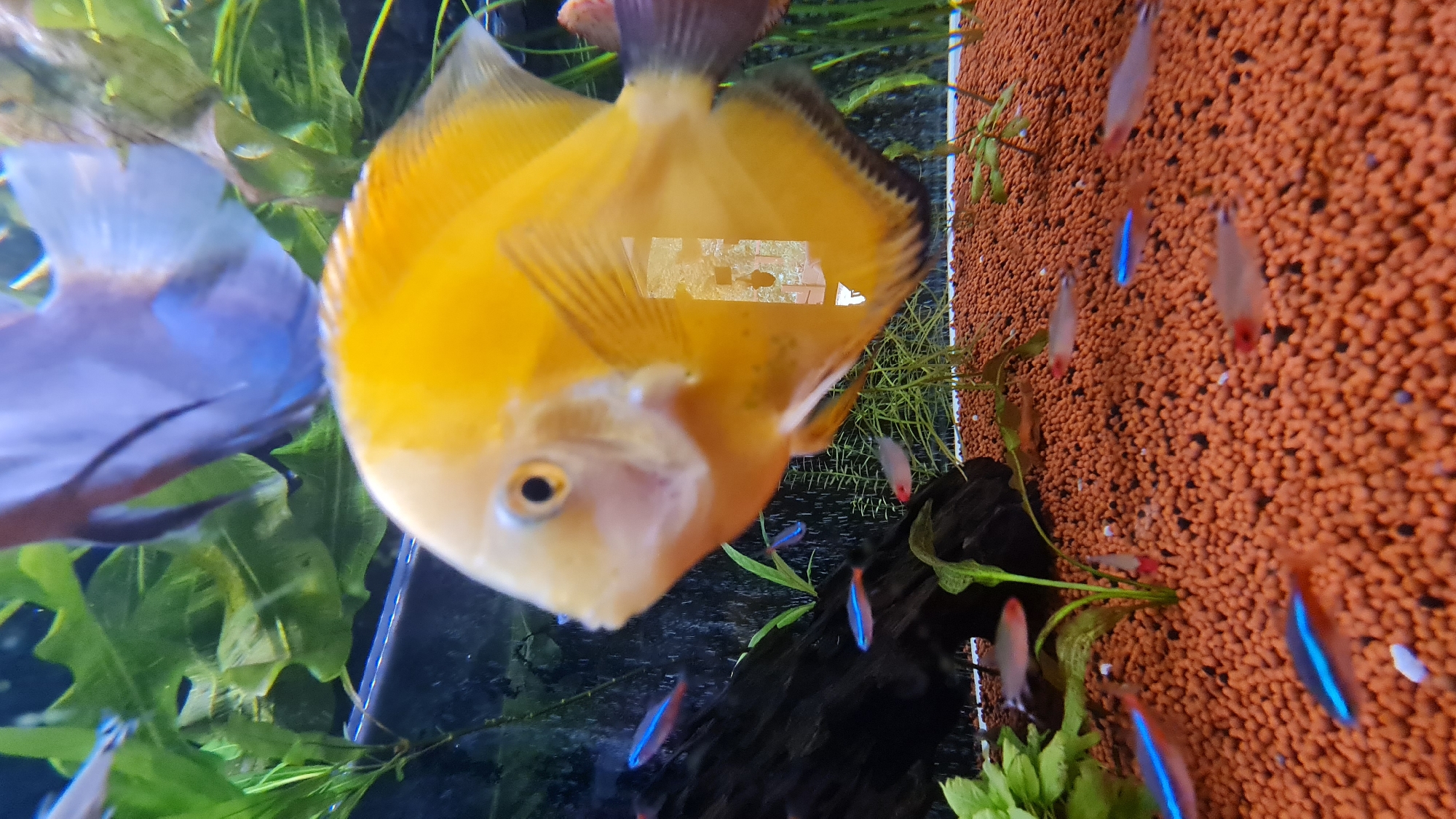 The image depicts an aquarium with a yellow discus fish as the central subject. The fish is positioned towards the center of the frame, facing the viewer. Its body exhibits a bright yellow coloration, with some transparency through its fins.
Surrounding the discus fish are other elements of the aquarium: green aquatic plants are visible towards the left and bottom. Small, brightly colored fish, likely neon tetras, are scattered around the aquarium, particularly near the right side. The background on the right side consists of a reddish-brown substrate.
The location is specified as Lachish Regional Council, Israel.