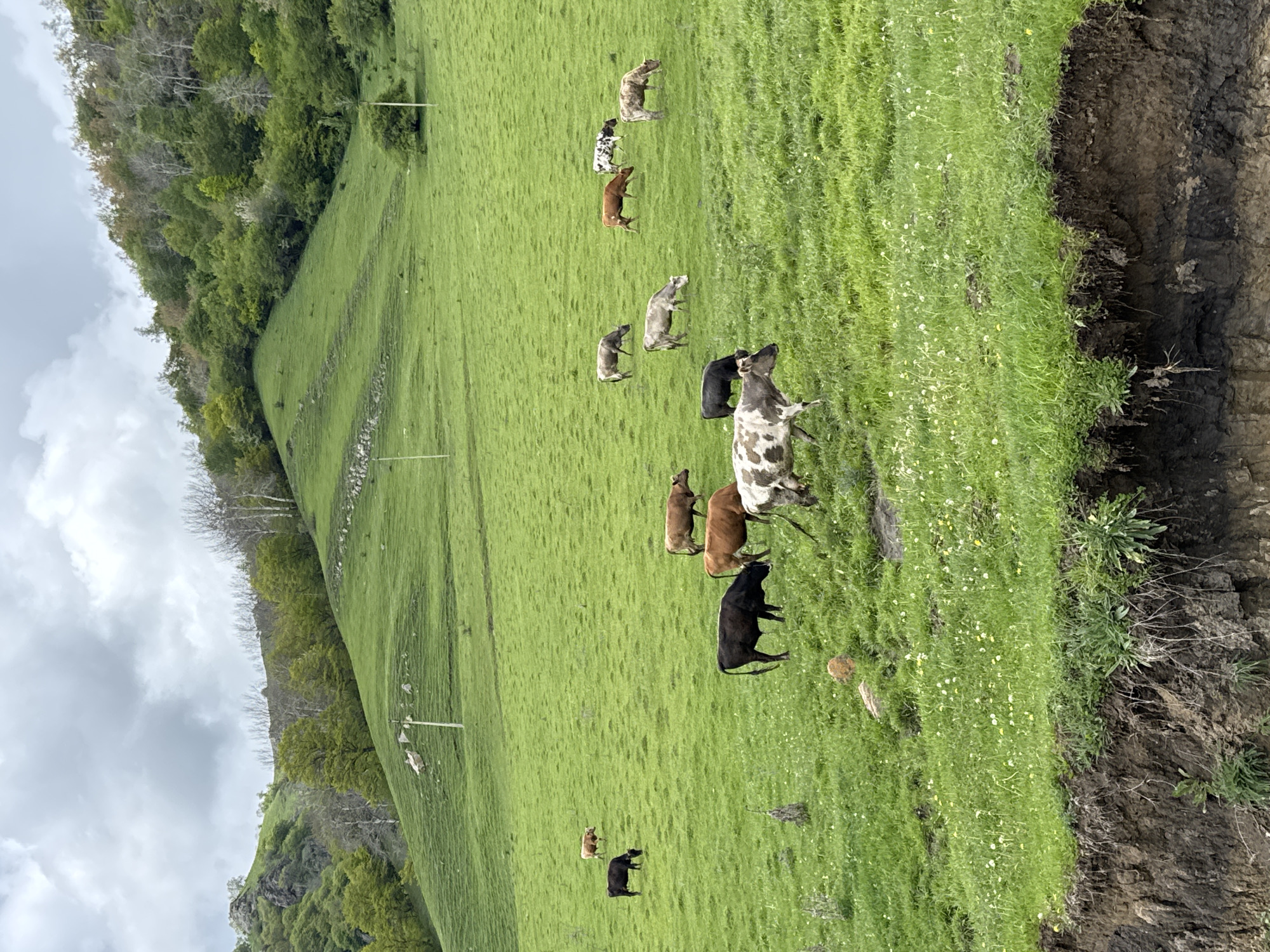 The image depicts a hillside in Нижняя Мара, Russia. The hillside is covered in lush green grass, with a cluster of trees along the left side. A herd of cattle is grazing on the hill. The sky is overcast with gray clouds. The ground on the right is darker and slightly cliff-like.